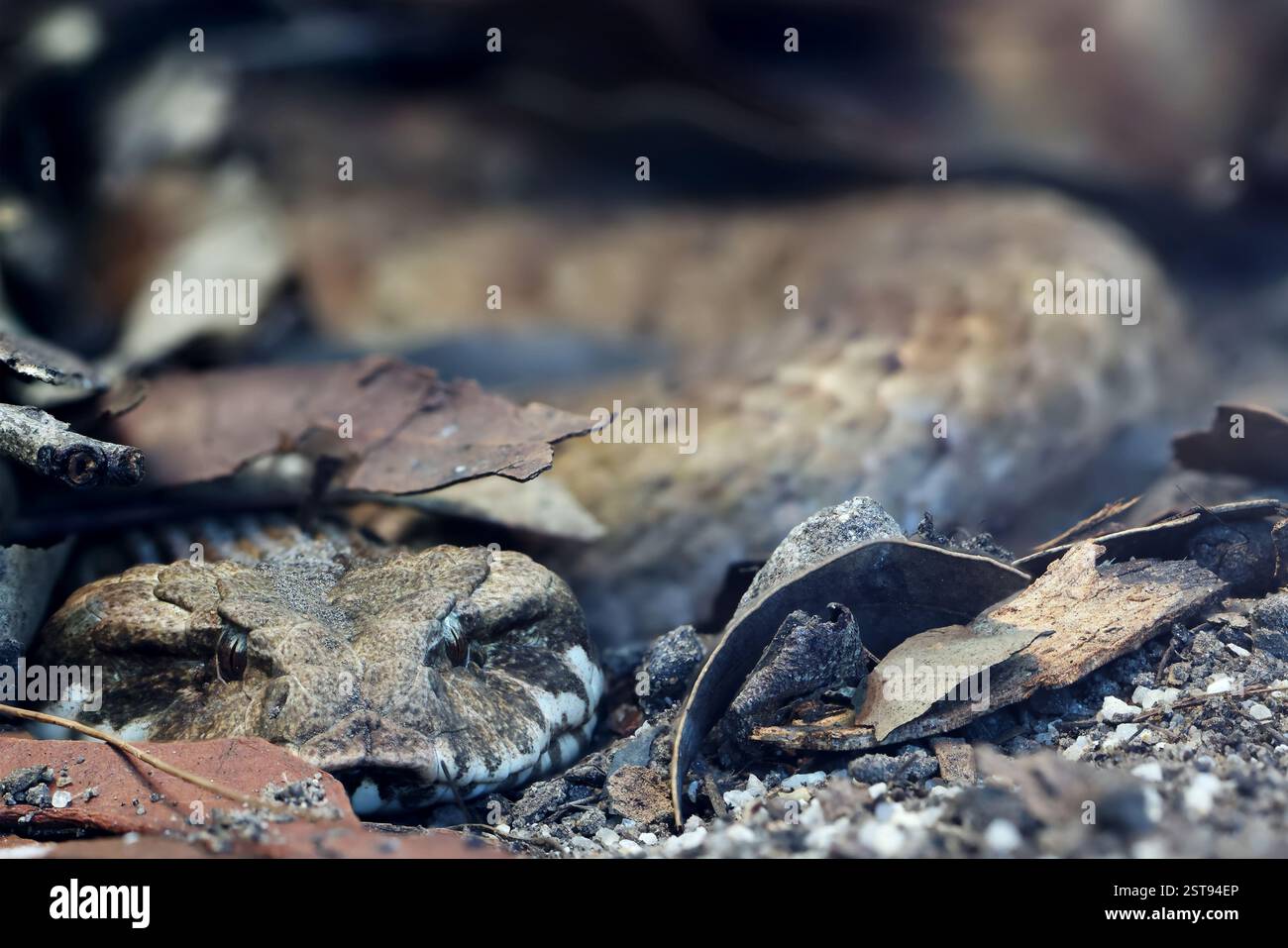 Gros plan de l'Adder de la mort commune australienne Banque D'Images