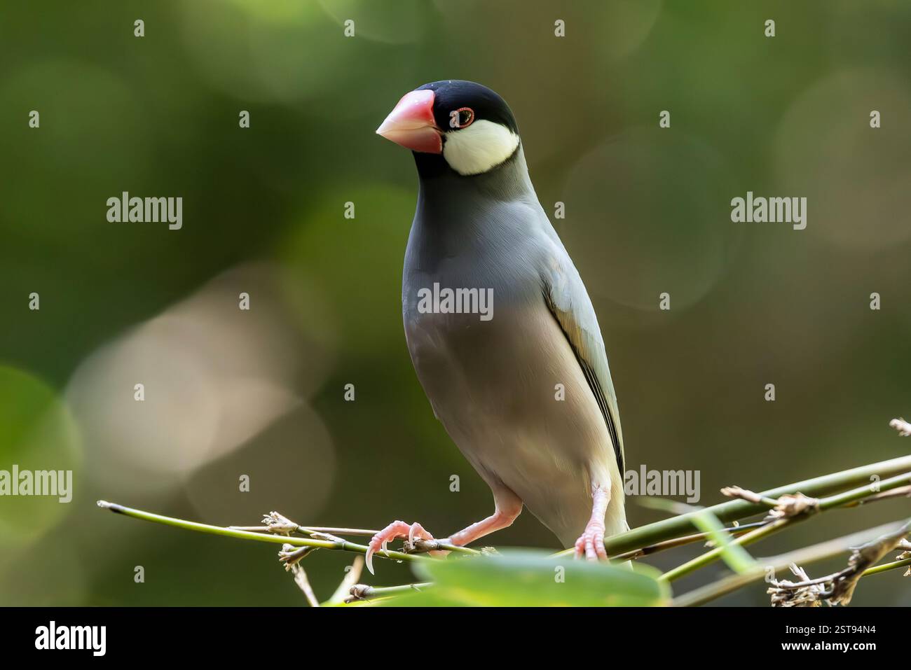 Gros plan de Java Sparrow dans la volière Banque D'Images