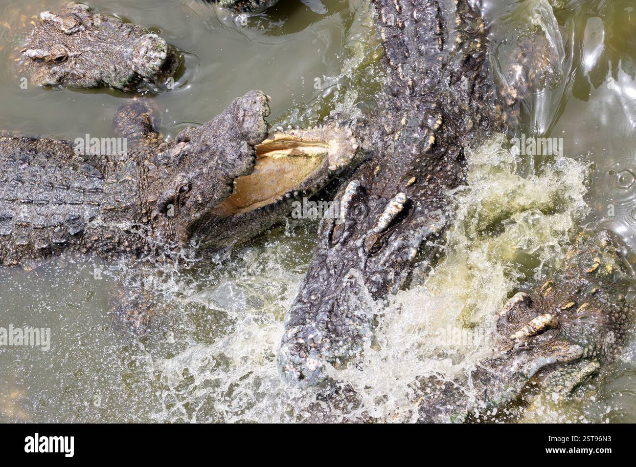 Combat de crocodiles dans l'eau Banque D'Images