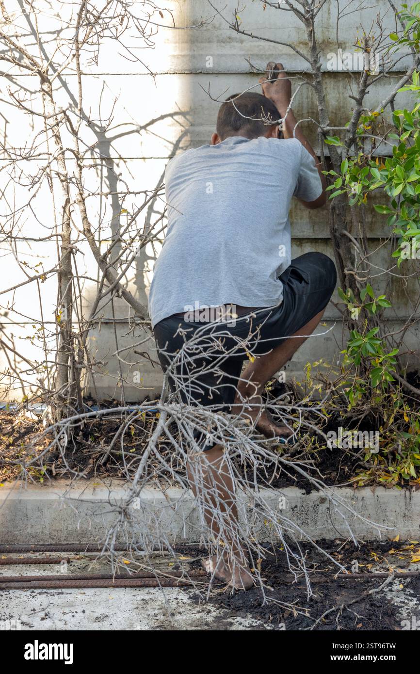 Un homme pieds nus essaie de tirer un arbre hors du sol Banque D'Images Un homme pieds nus essaie de tirer un arbre hors du sol Banque D'Images