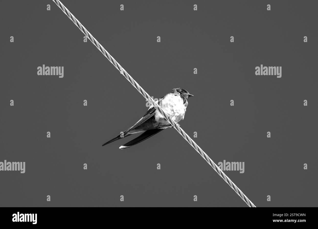 Hirondelle solitaire sur le fil Banque D'Images