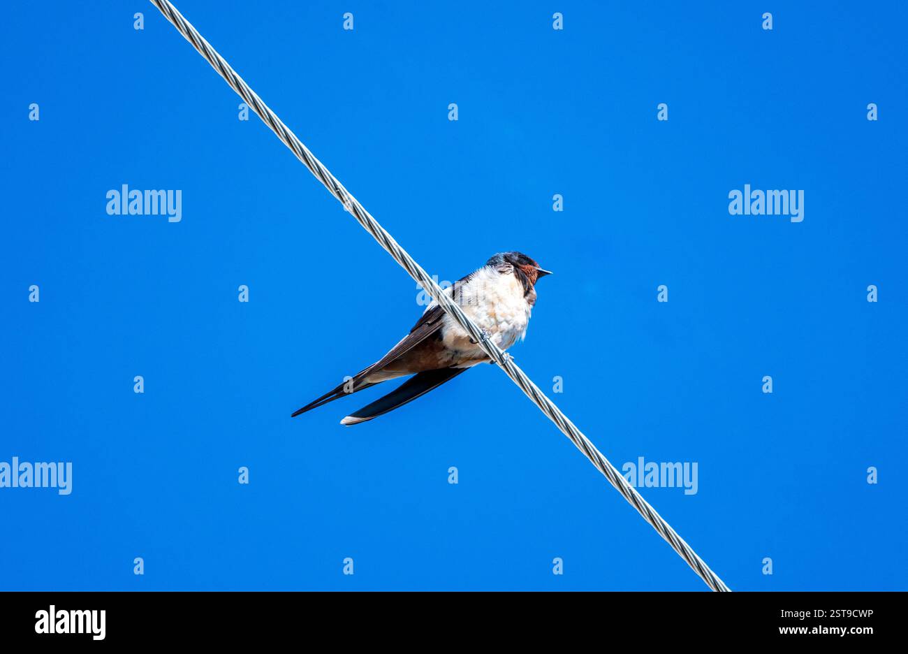 Hirondelle solitaire sur le fil Banque D'Images