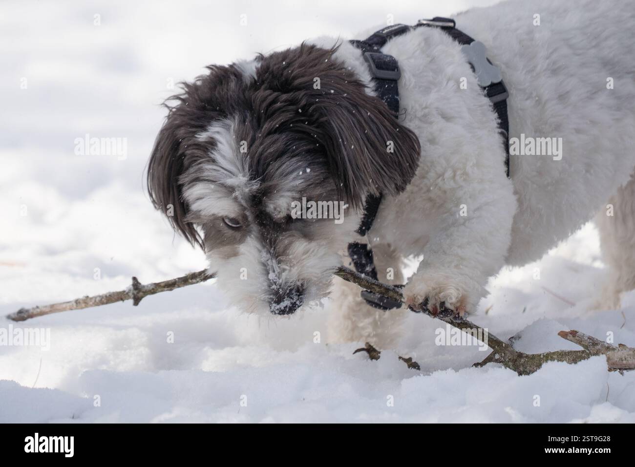 Mignon petit chien Havanais noir et blanc joue avec le bâton dans la neige. Banque D'Images