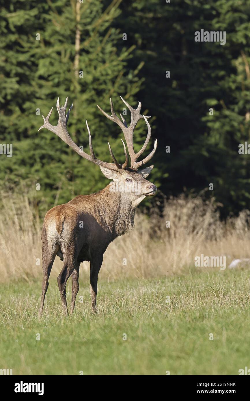 Cerf roux (CDeutschlandervus elaphus) pendant la saison d'ornithage, cerf capital debout dans une clairière forestière, faune sauvage, Sauerland, Rhénanie du Nord-Westphalie Banque D'Images