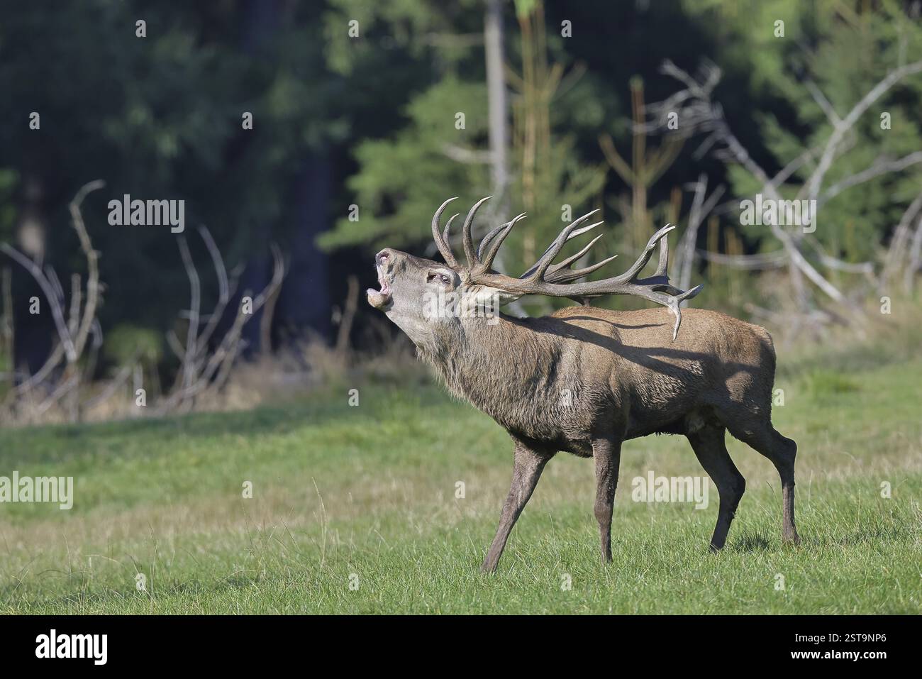 Cerf roux (Cervus elaphus) pendant la saison d'ornithage, grand cerf rugissant dans une clairière forestière, faune sauvage, Sauerland, Rhénanie-du-Nord-Westphalie, Allemagne, Banque D'Images