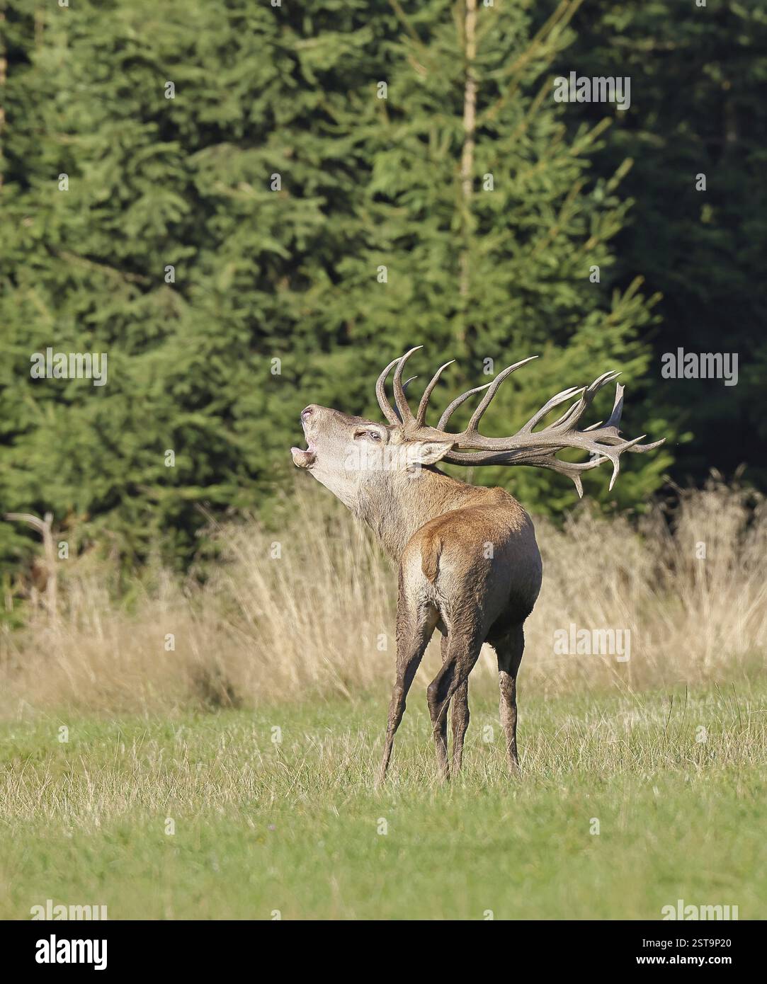 Cerf roux (Cervus elaphus) pendant la saison d'ornithage, grand cerf rugissant dans une clairière forestière, faune sauvage, Sauerland, Rhénanie-du-Nord-Westphalie, Allemagne, Banque D'Images