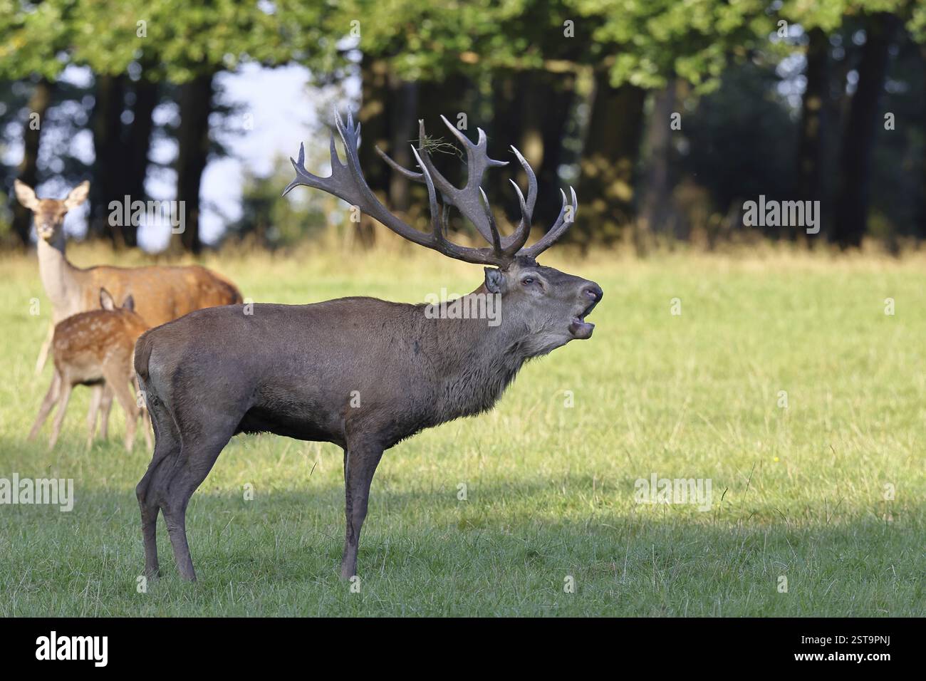 Cerf roux (Cervus elaphus) en saison de reproduction, cerf majuscule avec des crèches dans une clairière forestière, faune sauvage, Sauerland, Rhénanie-du-Nord-Westphalie, Allemagne, Europe Banque D'Images