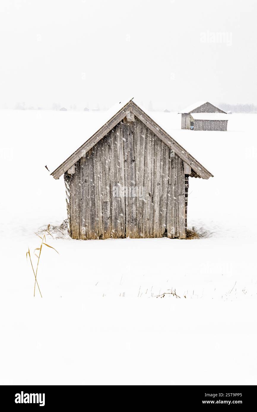 Hutte, hutte en bois, neige, neige, chute de neige, hiver, Loisach-Lac Kochel-Moor, contreforts alpins, Bavière, Allemagne, Europe Banque D'Images