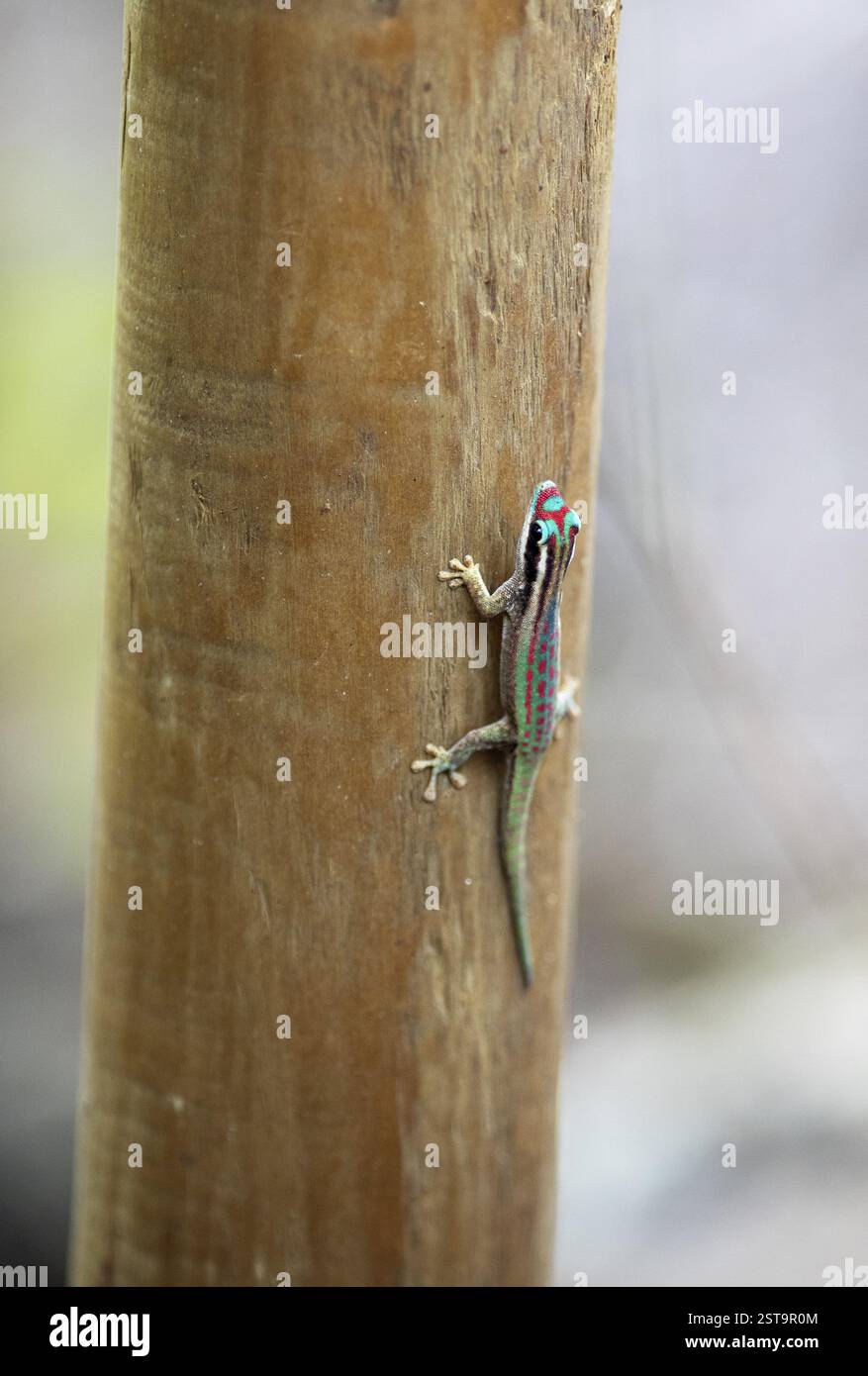 Gecko de jour ornemental endémique (Phelsuma ornata) assis sur un tronc d'arbre, Ile d'Ambre ou Ile d'Ambre, région rivière du Rempart, Maurice, Afrique Banque D'Images