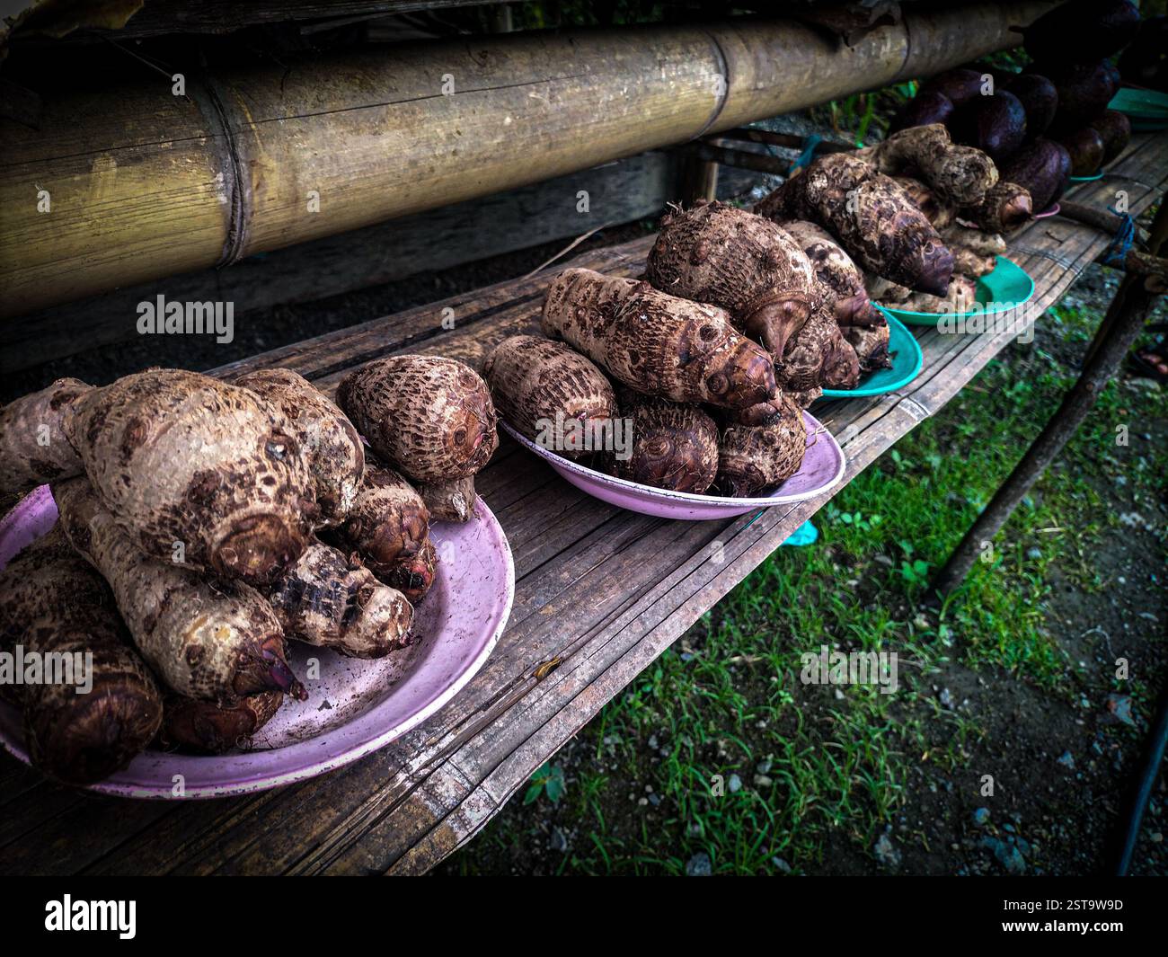 Racines de taro fraîches (Colocasia esculenta) soigneusement disposées sur des assiettes colorées à un étal traditionnel du marché. La peau brune rugueuse et les motifs naturels emp Banque D'Images