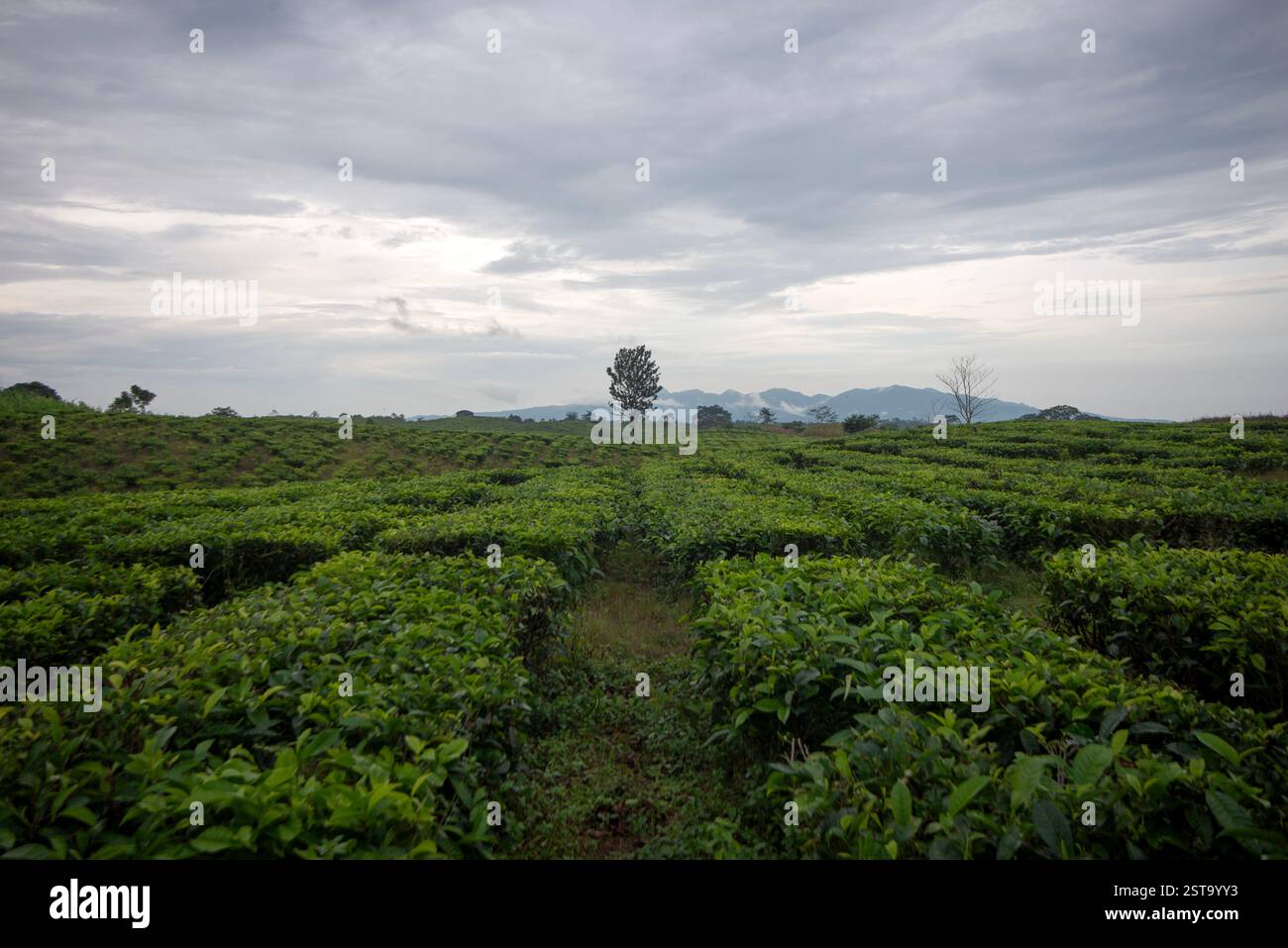 Un voyage tranquille à travers l'Endless Green Tea Plantation Banque D'Images