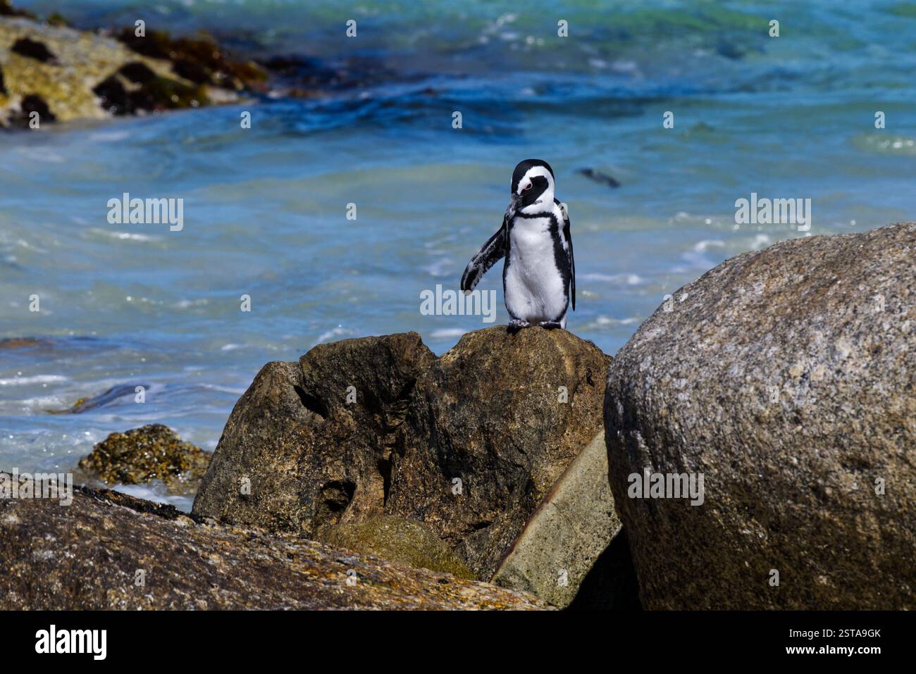 Gros plan d'un pingouin sud-africain solitaire sur une plage. Debout sur un rocher Banque D'Images
