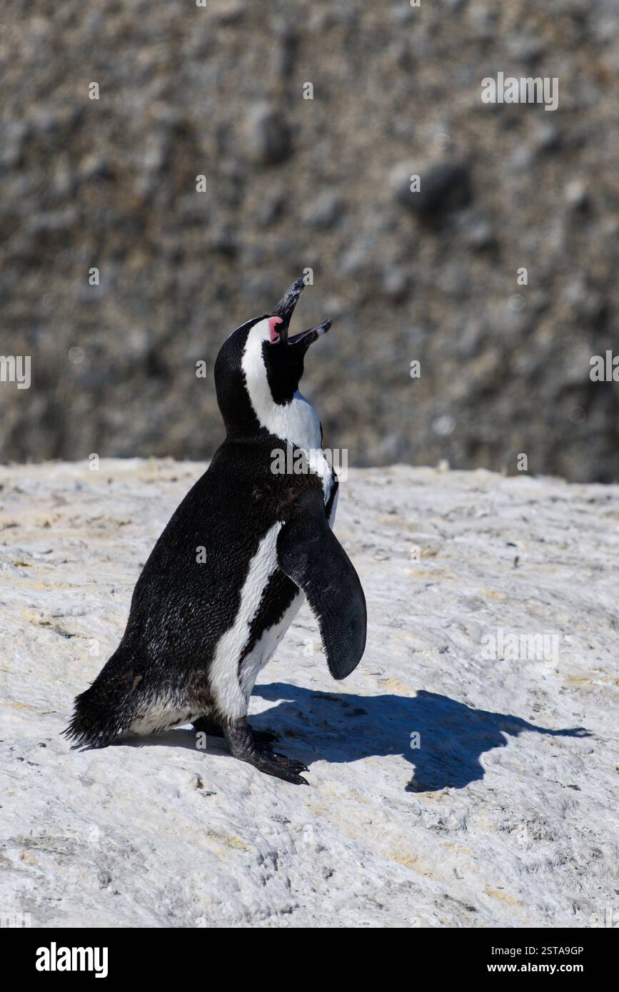 Gros plan d'un pingouin sud-africain solitaire sur une plage 01 Banque D'Images