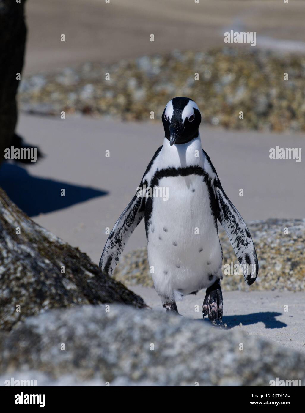 Gros plan d'un pingouin sud-africain solitaire sur une plage Banque D'Images