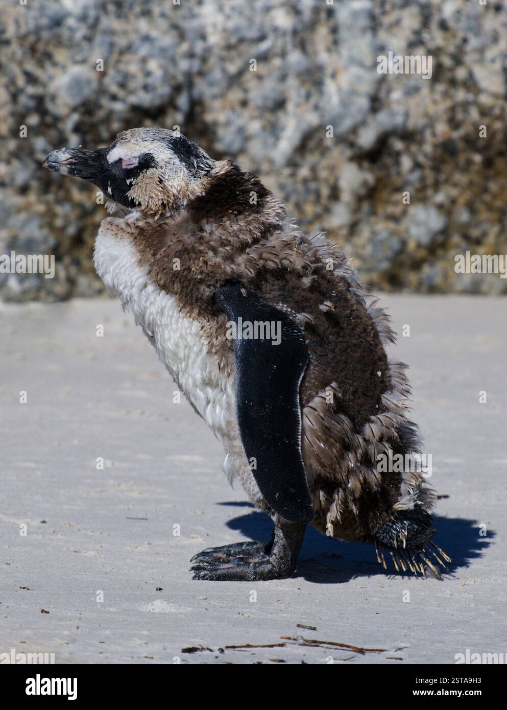 Gros plan d'un pingouin sud-africain solitaire sur une plage. Les plumes des jeunes manchots mue Banque D'Images