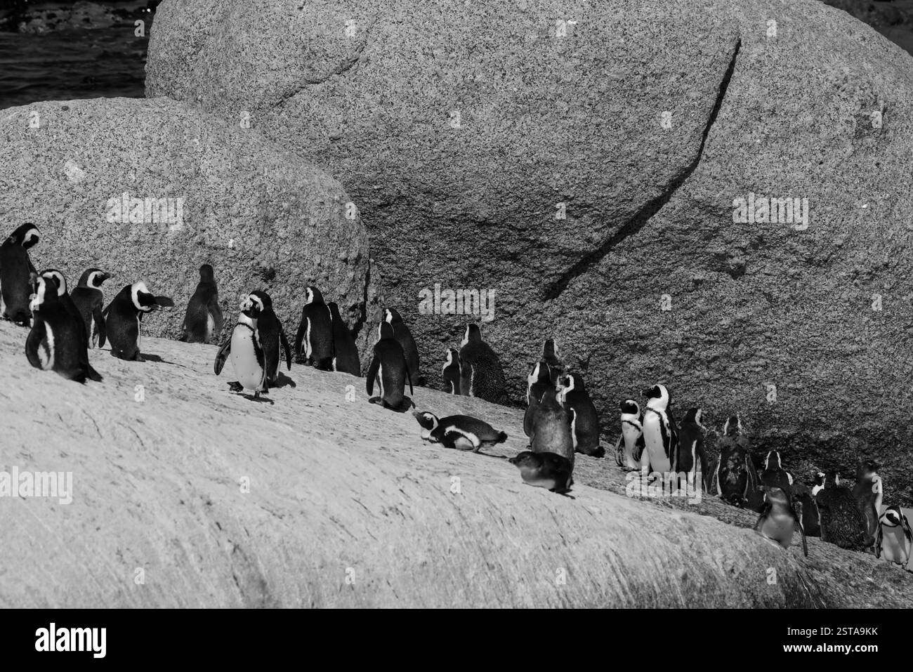 Colonie de pingouins sud-africains sur un grand rocher en noir et blanc Banque D'Images
