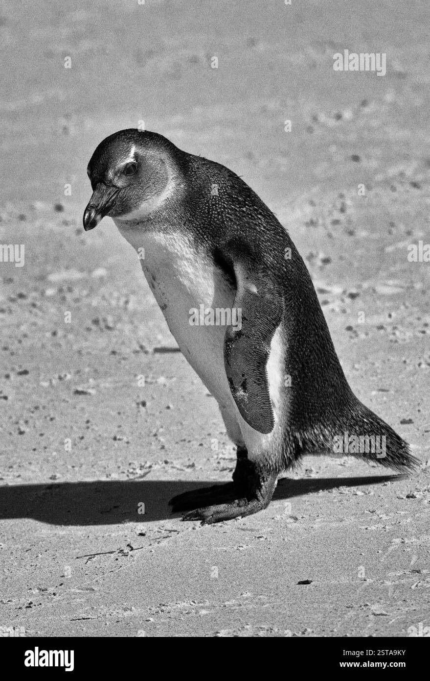 Seul pingouin sud-africain sur une plage de sable en noir et blanc Banque D'Images