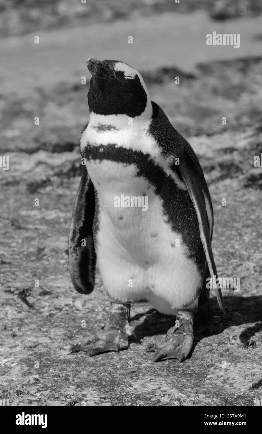 Seul pingouin sud-africain sur une plage en noir et blanc Banque D'Images
