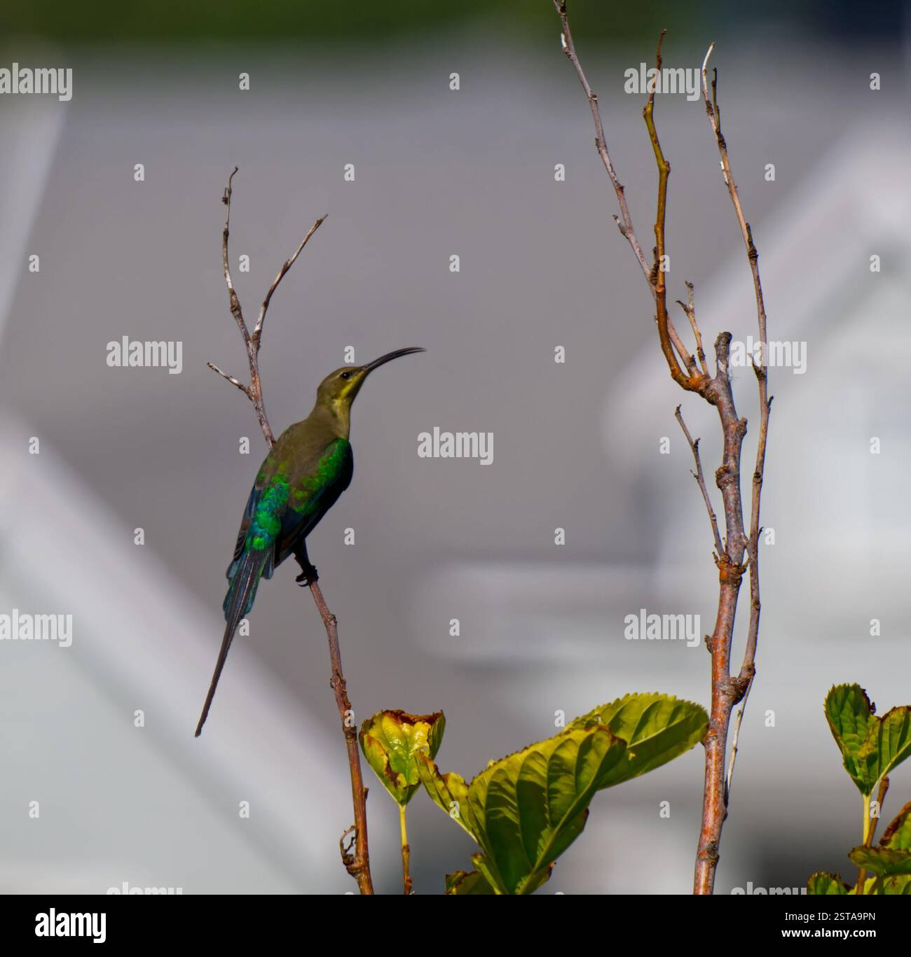 Malachite Sunbird reposant sur un arbre. Ceci étant le mâle avec les plumes vertes irisées Banque D'Images