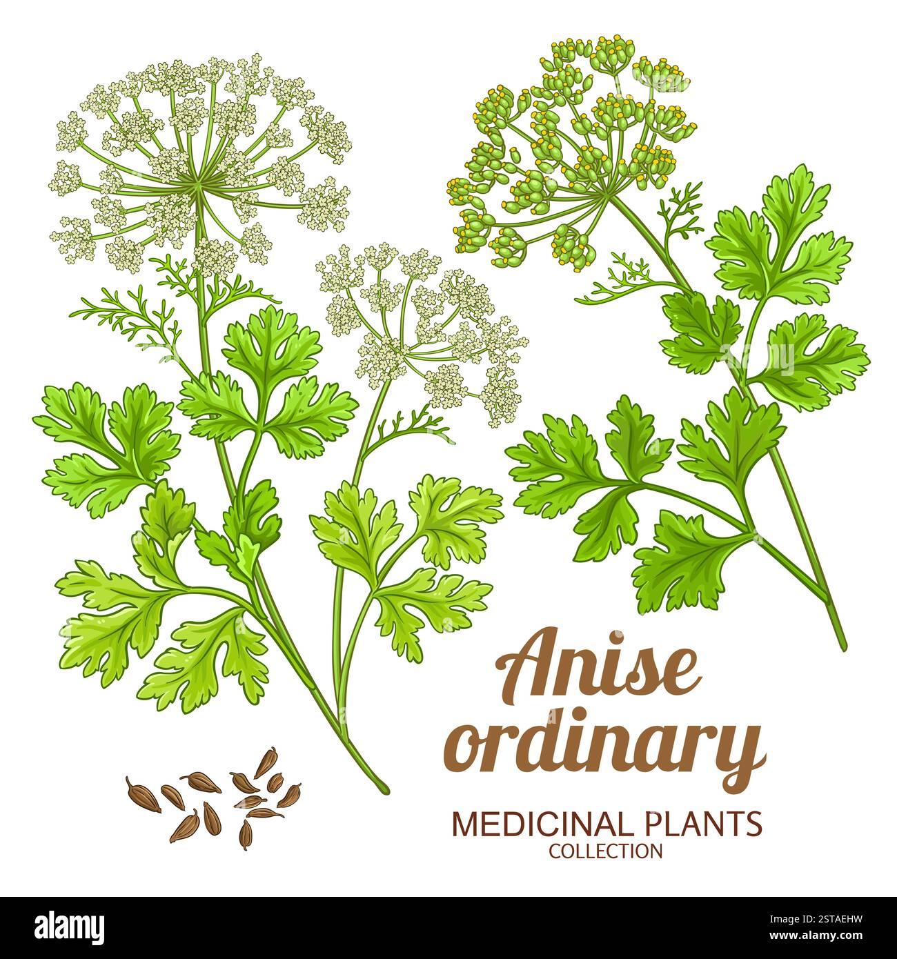 Anis ordinaire couleur illustration détaillée Illustration de Vecteur