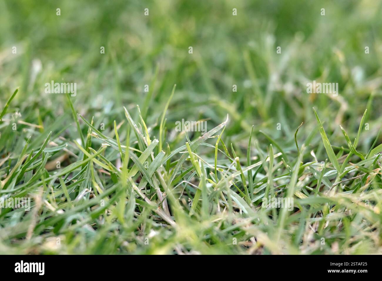 Pelouse tondue verte, fond d'herbe naturelle, mise au point sélective, bokeh Banque D'Images