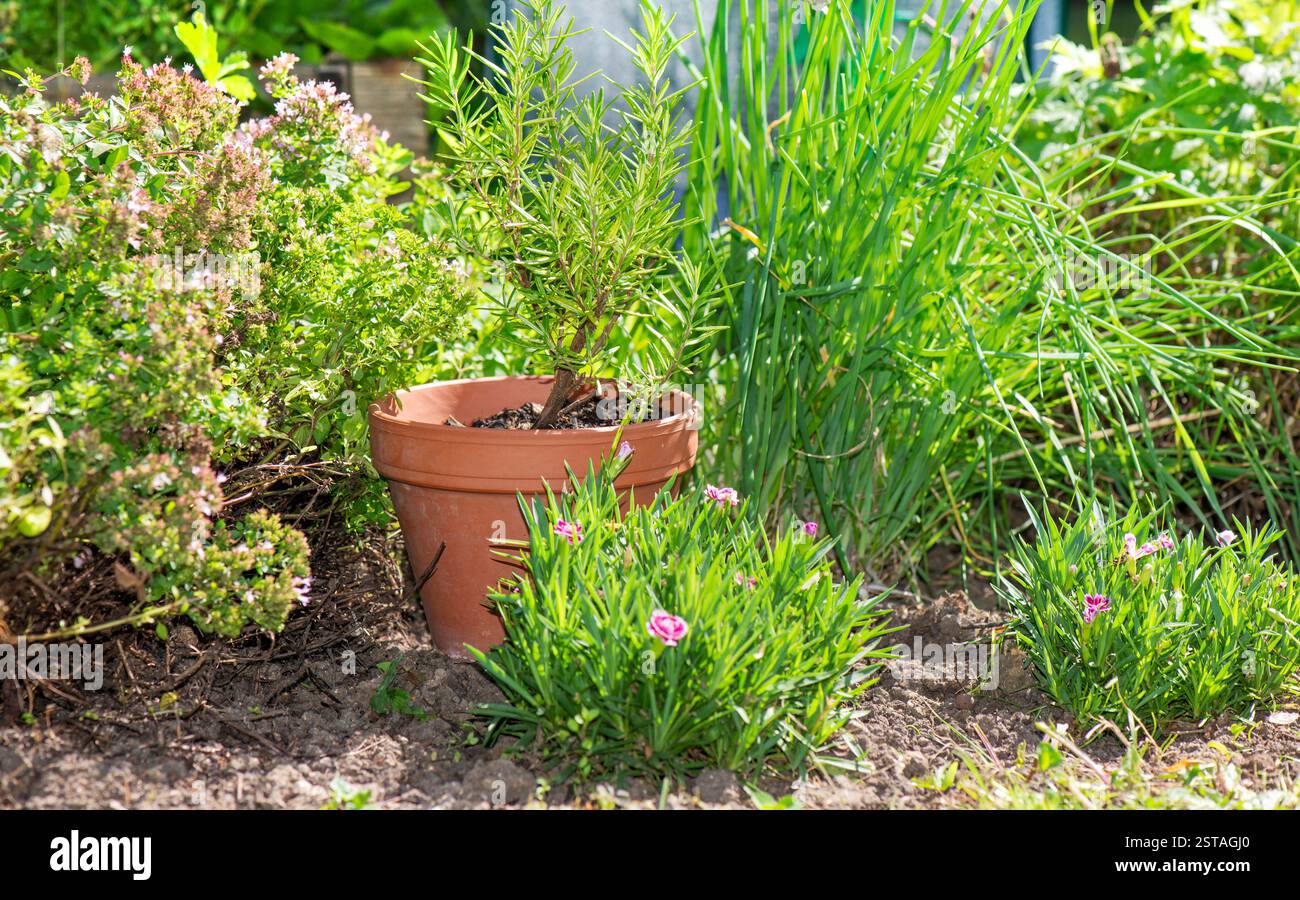 plantes à base de plantes et romarin poussant dans un pot de fleurs en terre cuite dans un jardin Banque D'Images