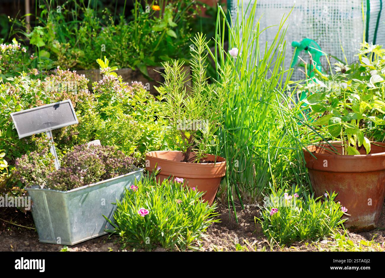 plantes à base de plantes poussant dans un pot de fleurs en terre cuite dans un jardin Banque D'Images