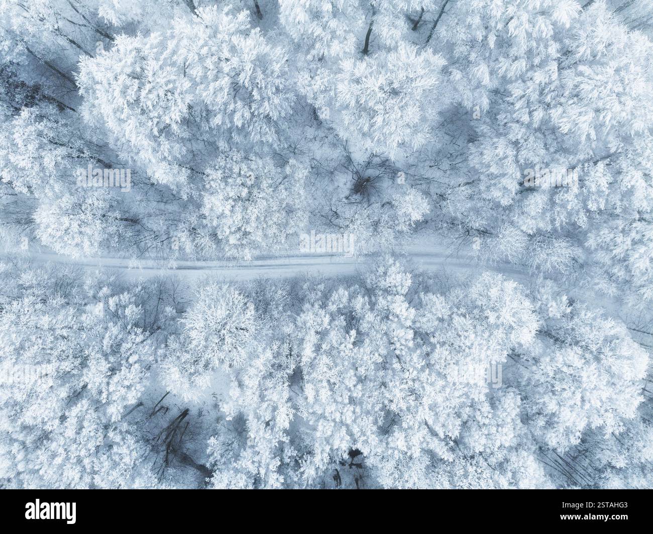 Vue aérienne par drone d'une forêt enneigée en hiver, mettant en valeur la beauté glaciale de la nature. Banque D'Images