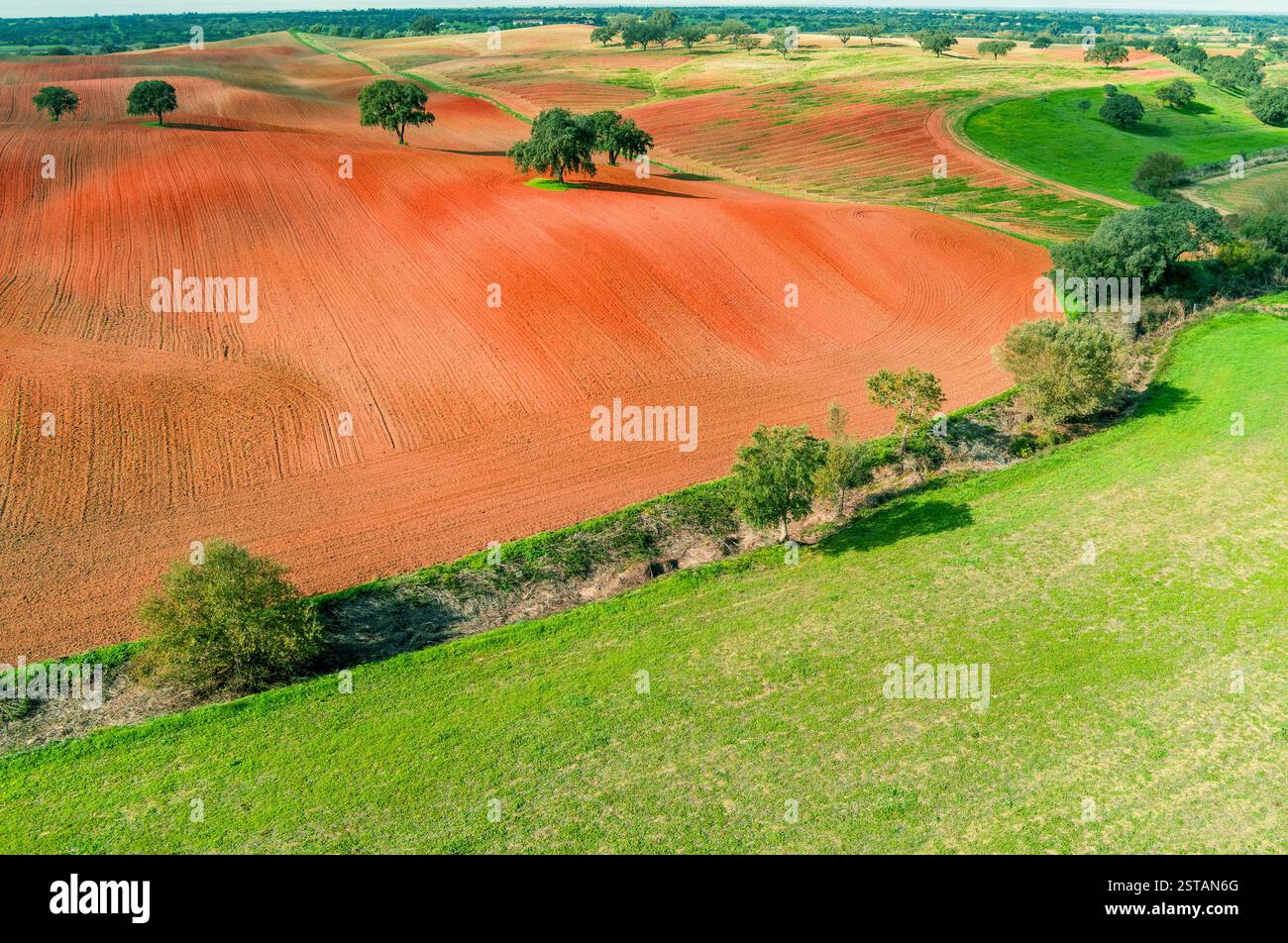 Champ arable en automne. Oliviers sur le terrain. Paysage rural. Champs vallonnés sur les collines. Alvalade, Portugal Banque D'Images