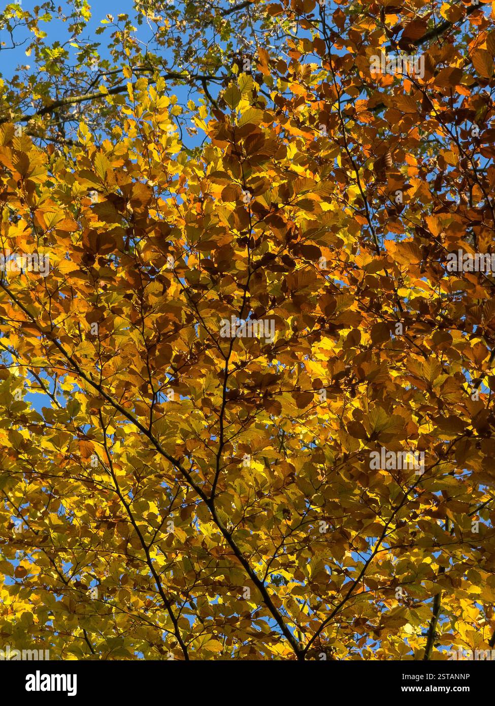 Regardant vers le haut dans une canopée de hêtre avec des feuilles d'automne dorées, rétro-éclairé par le soleil sur un ciel bleu clair Banque D'Images