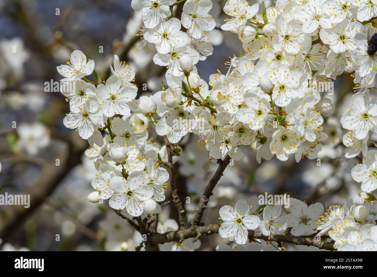 Fleur de prunier blanche, belles fleurs blanches de prunus dans le jardin de la ville, macro détaillée branche prunier. Fleurs de prune blanches en fleur sur la branche, Banque D'Images