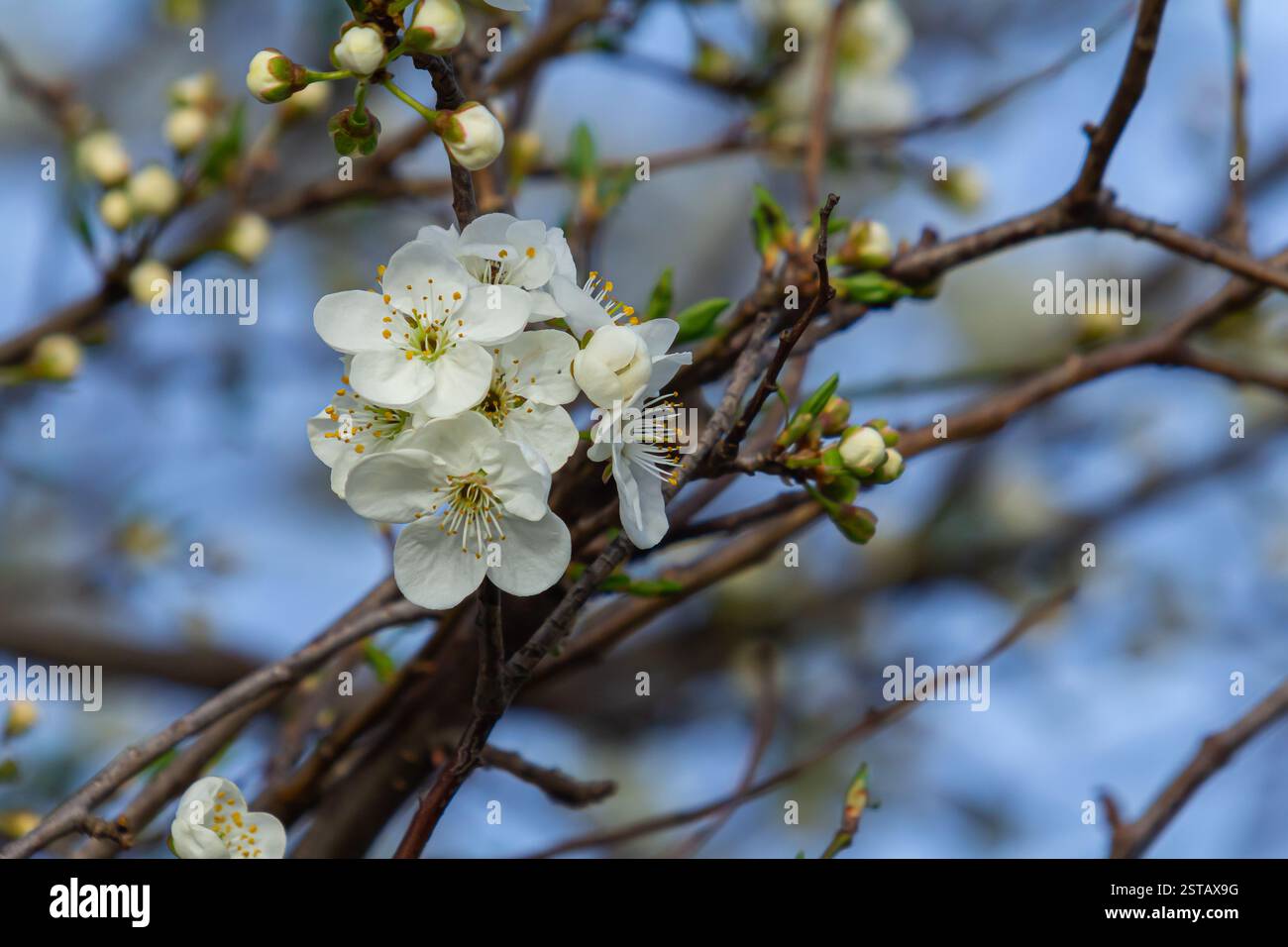 Fleur de prunier blanche, belles fleurs blanches de prunus dans le jardin de la ville, macro détaillée branche prunier. Fleurs de prune blanches en fleur sur la branche, Banque D'Images