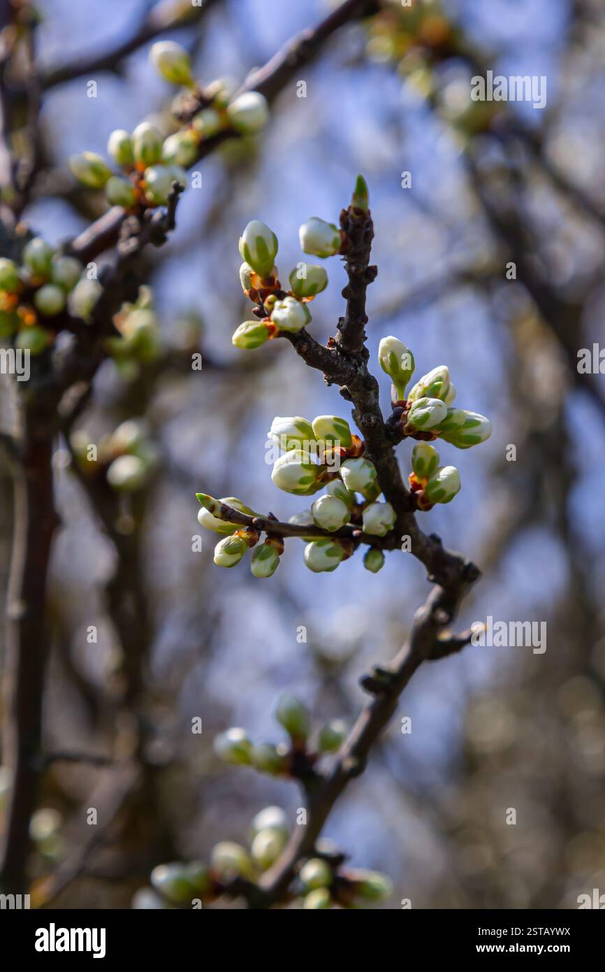 Fleur de prunier blanche, belles fleurs blanches de prunus dans le jardin de la ville, macro détaillée branche prunier. Fleurs de prune blanches en fleur sur la branche, Banque D'Images
