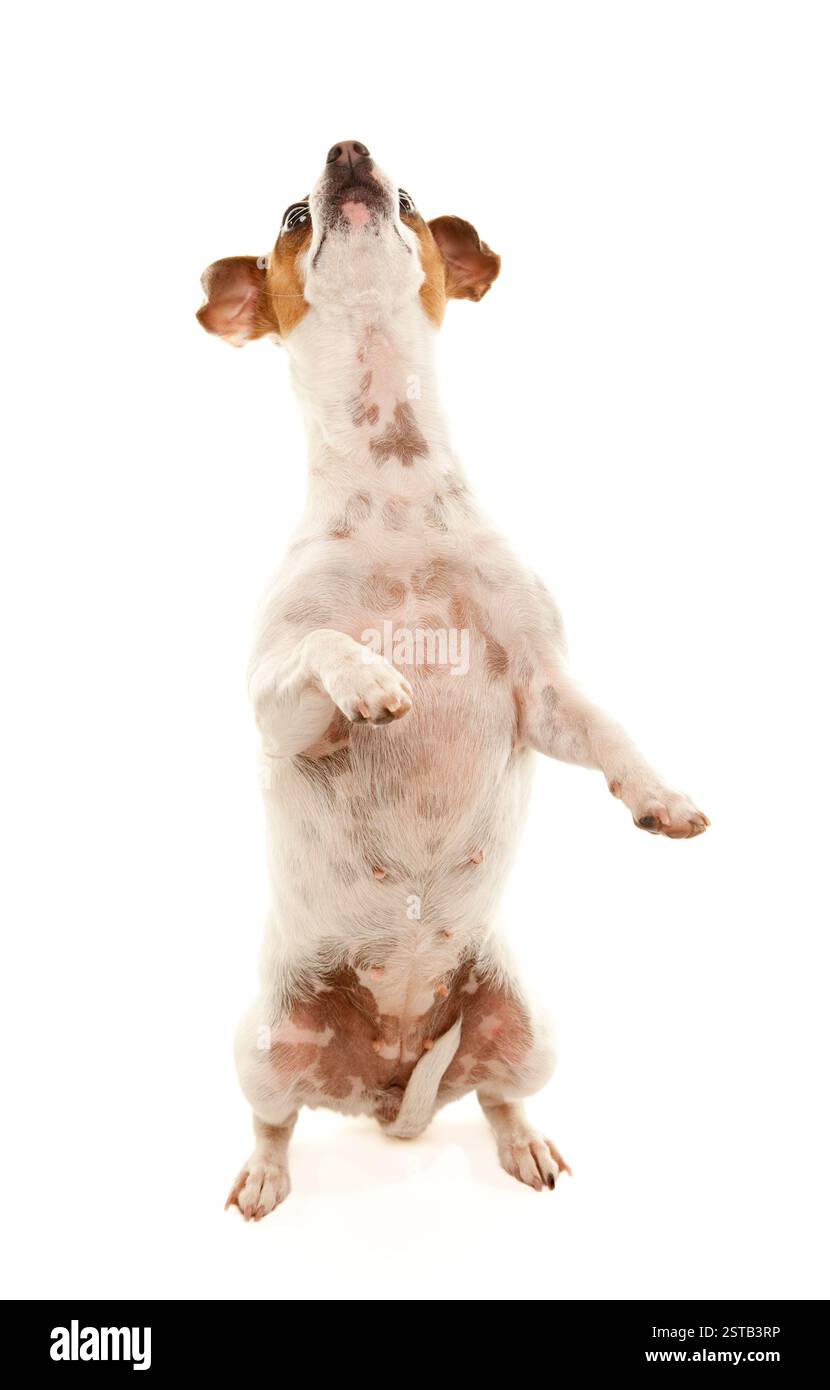 Portrait d'un adorable Jack Russell Terrier assis isolé sur un fond blanc. Banque D'Images