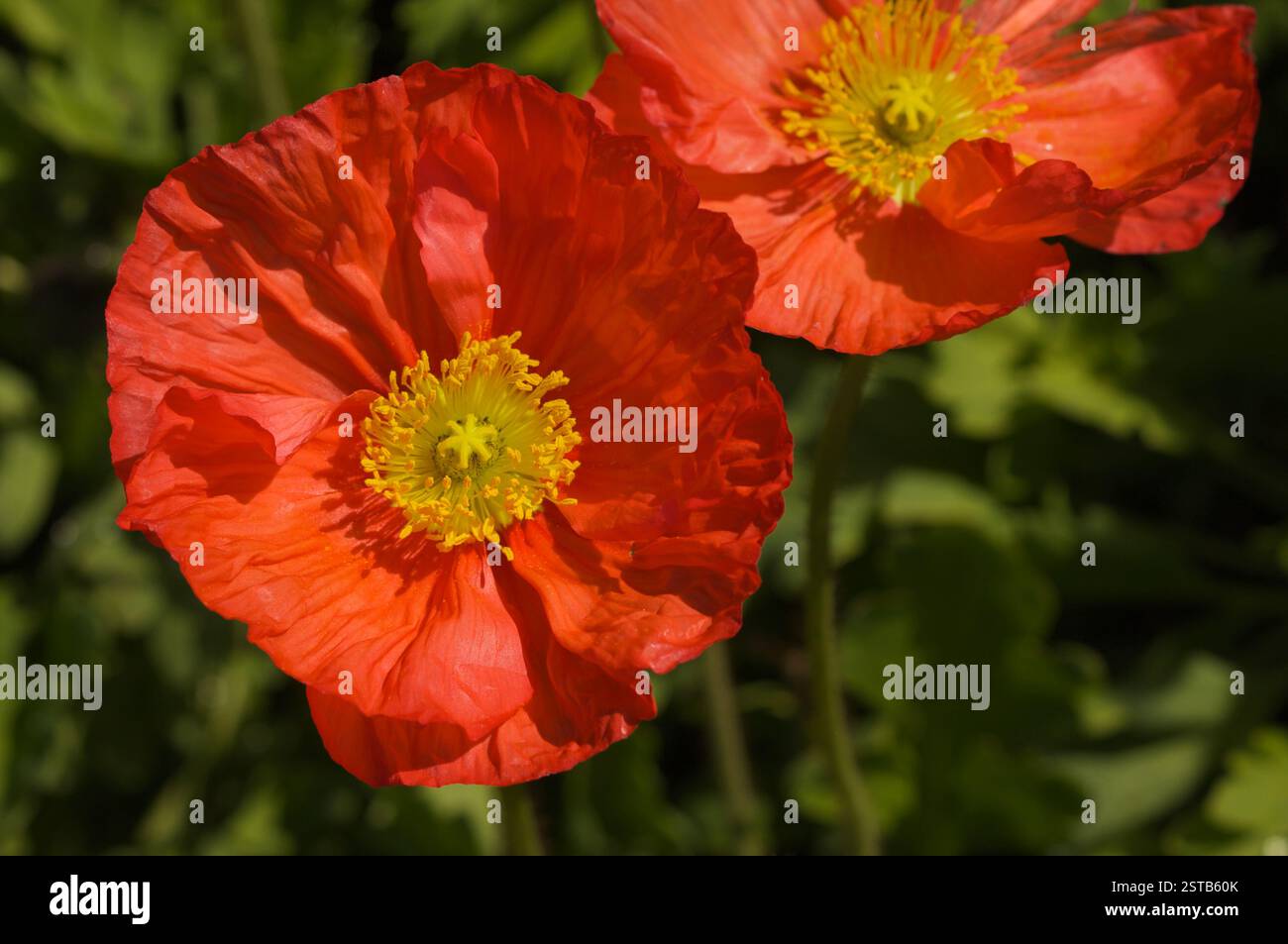 Islande Rouge Coquelicot Banque D'Images
