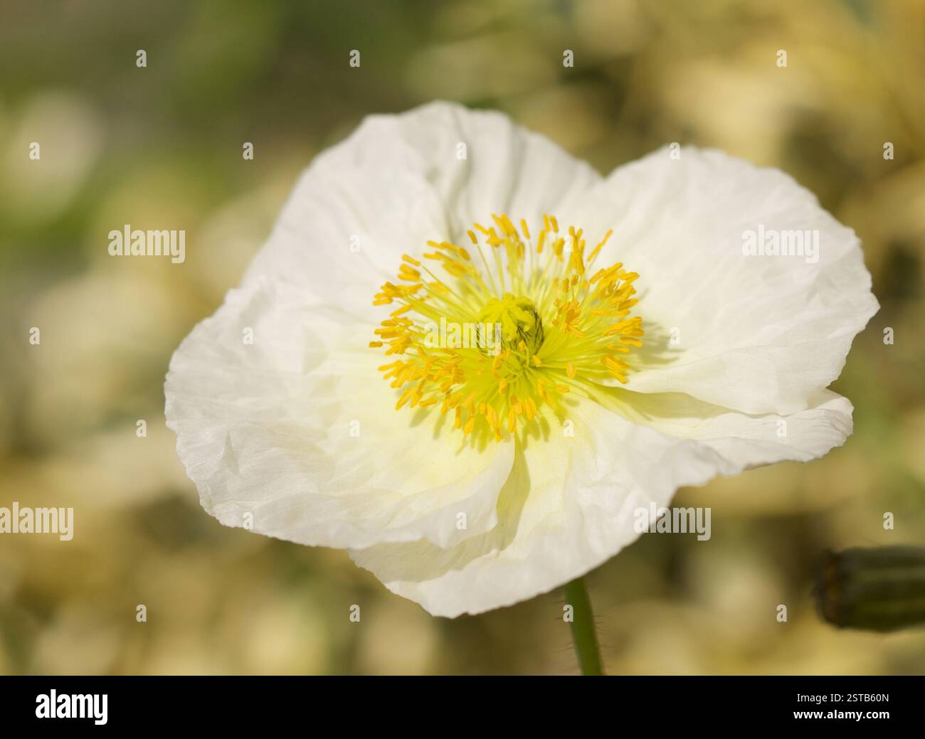 White Iceland Poppie Bloom Banque D'Images