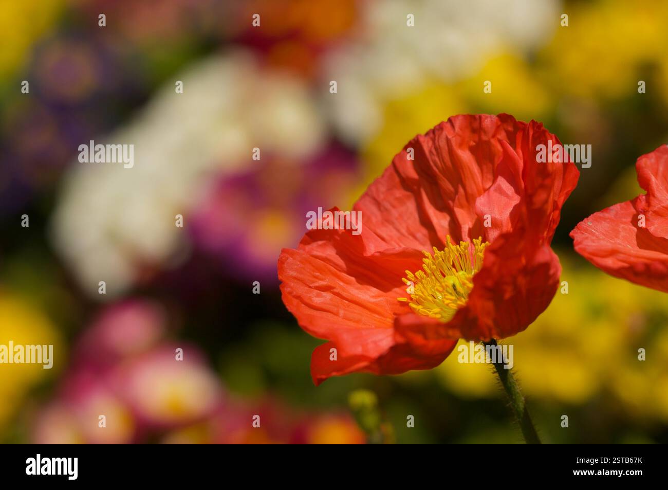 Red Iceland Poppie Bloom Banque D'Images