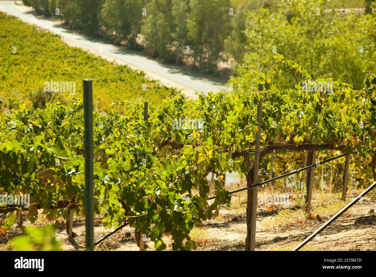 Beautiful Wine Vineyard en Californie, États-Unis. Banque D'Images