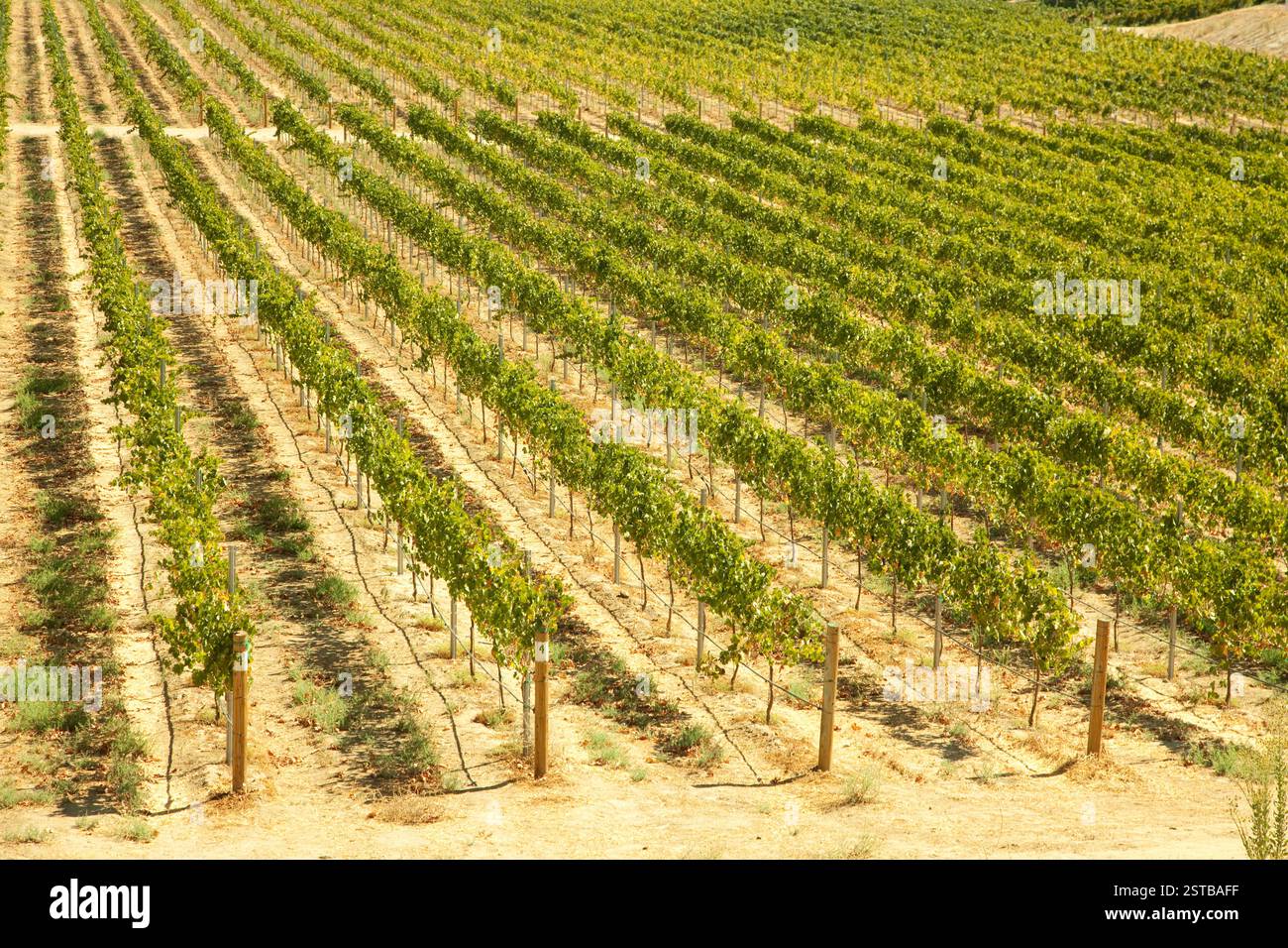 Beautiful Wine Vineyard en Californie, États-Unis. Banque D'Images