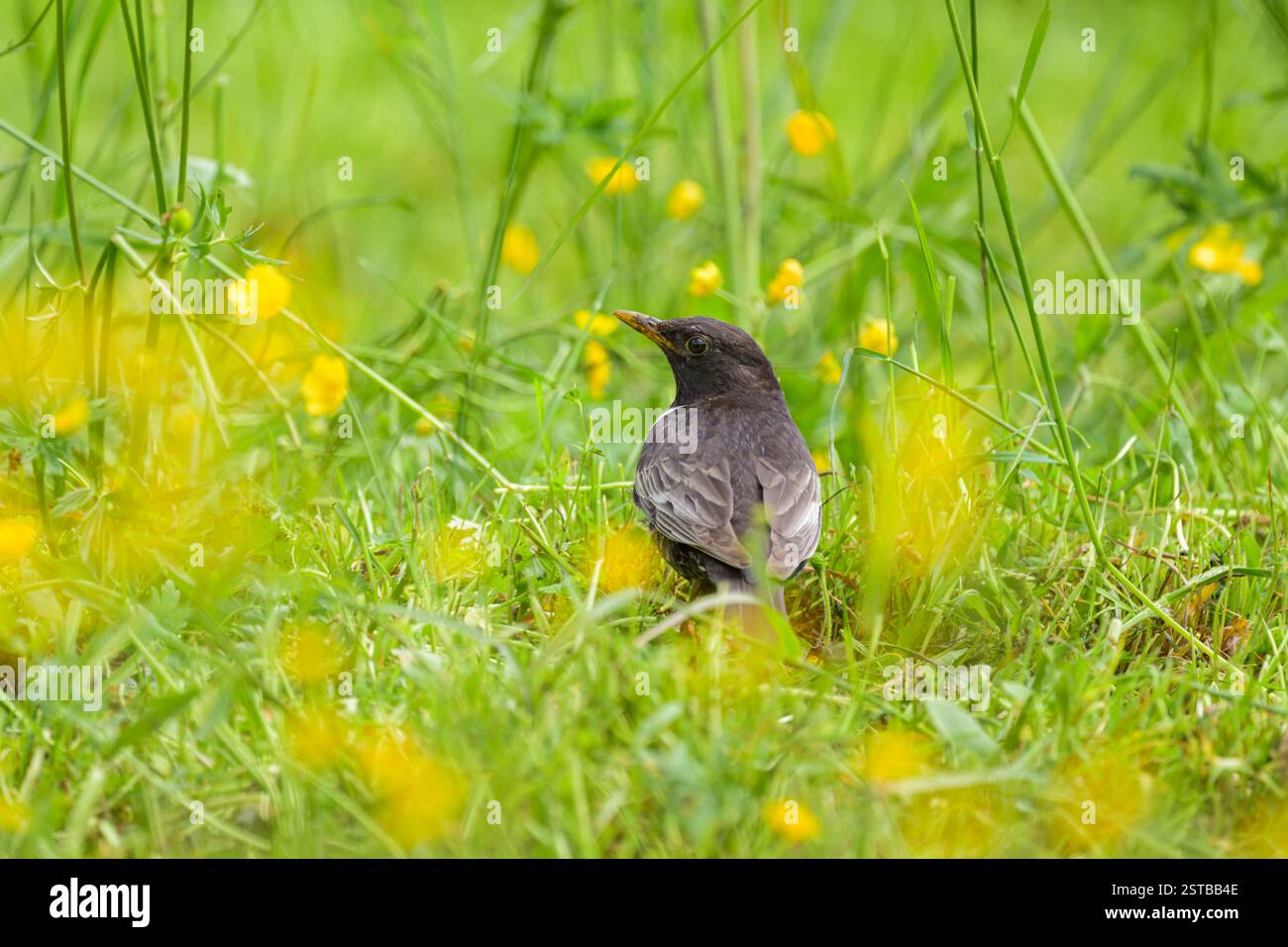 Un anneau Ouzel debout dans un pré, nourriture à la facture, journée ensoleillée en été dans les Alpes autrichiennes Banque D'Images