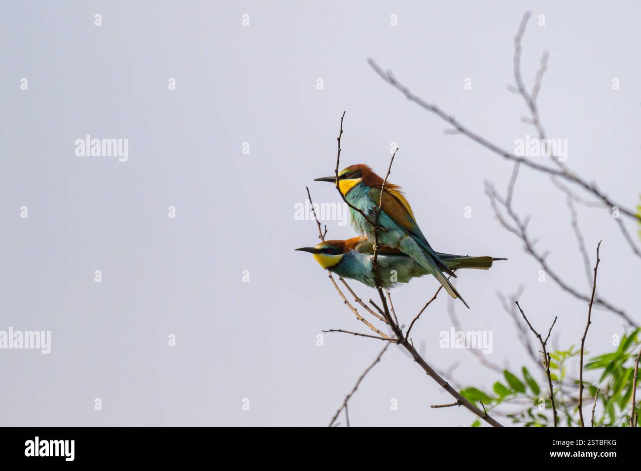 Deux mangeurs d'abeilles européens reposant sur un arbre, journée ensoleillée au printemps, ciel bleu, Autriche Weiden am See Austria Banque D'Images