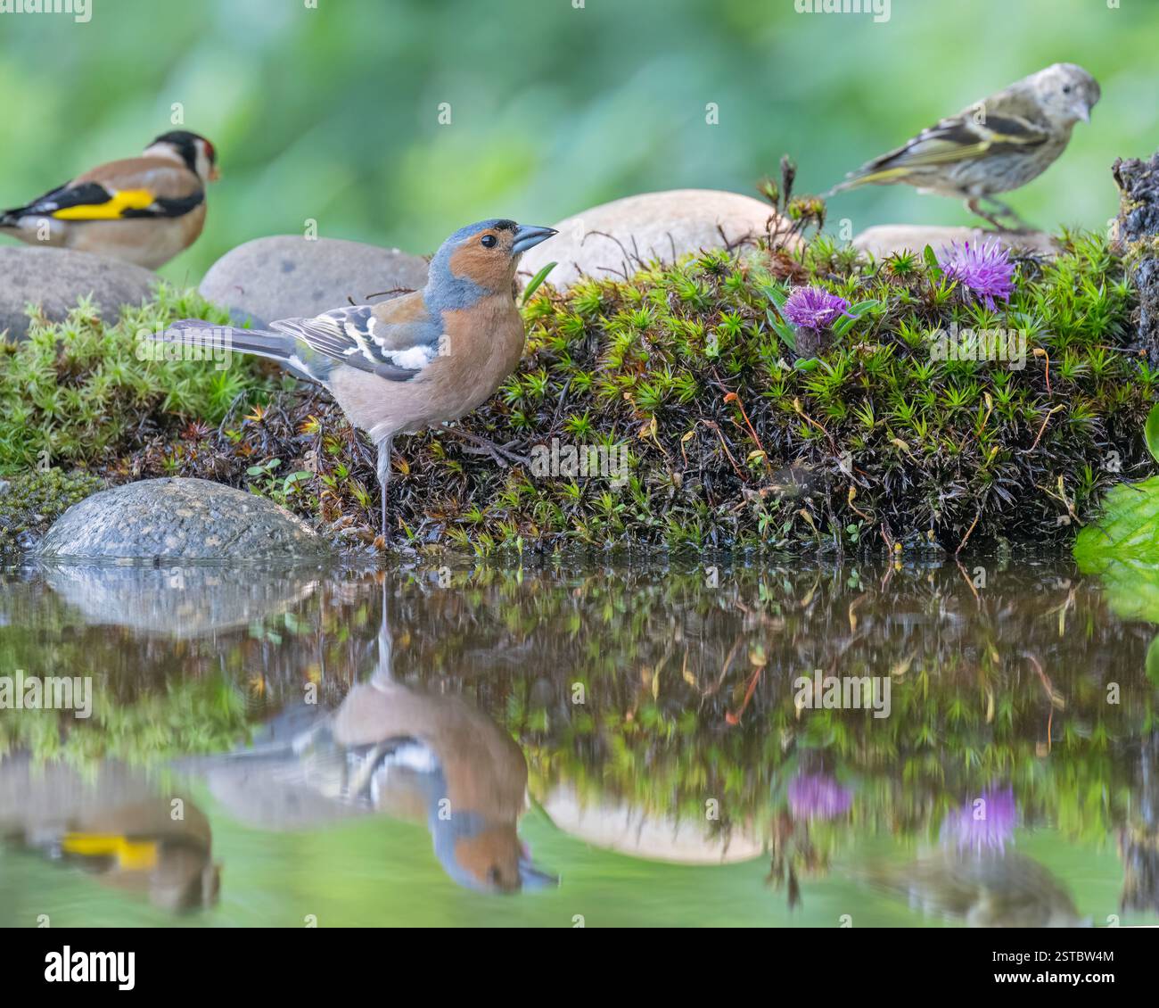 Un chaffinch (fringilla coelebs) se tenait au bord d'un bassin de réflexion à la fenêtre Dean Masons sur Wildlife Hides près de Wimborne, Dorset, Angleterre, Royaume-Uni Banque D'Images