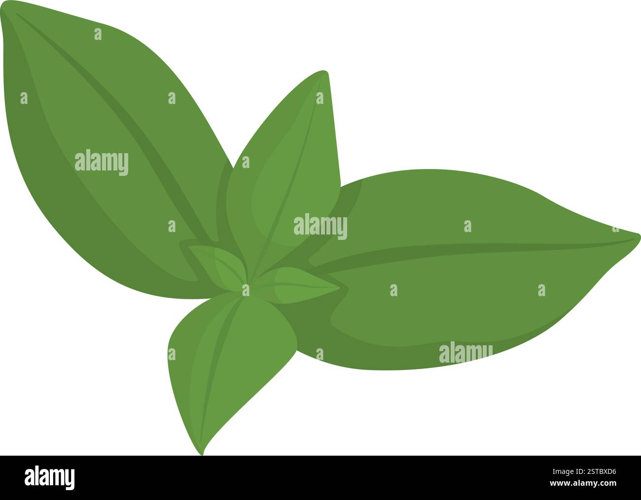 Feuilles de basilic vert frais isolées, concept d'aliments sains et d'herbes Illustration de Vecteur