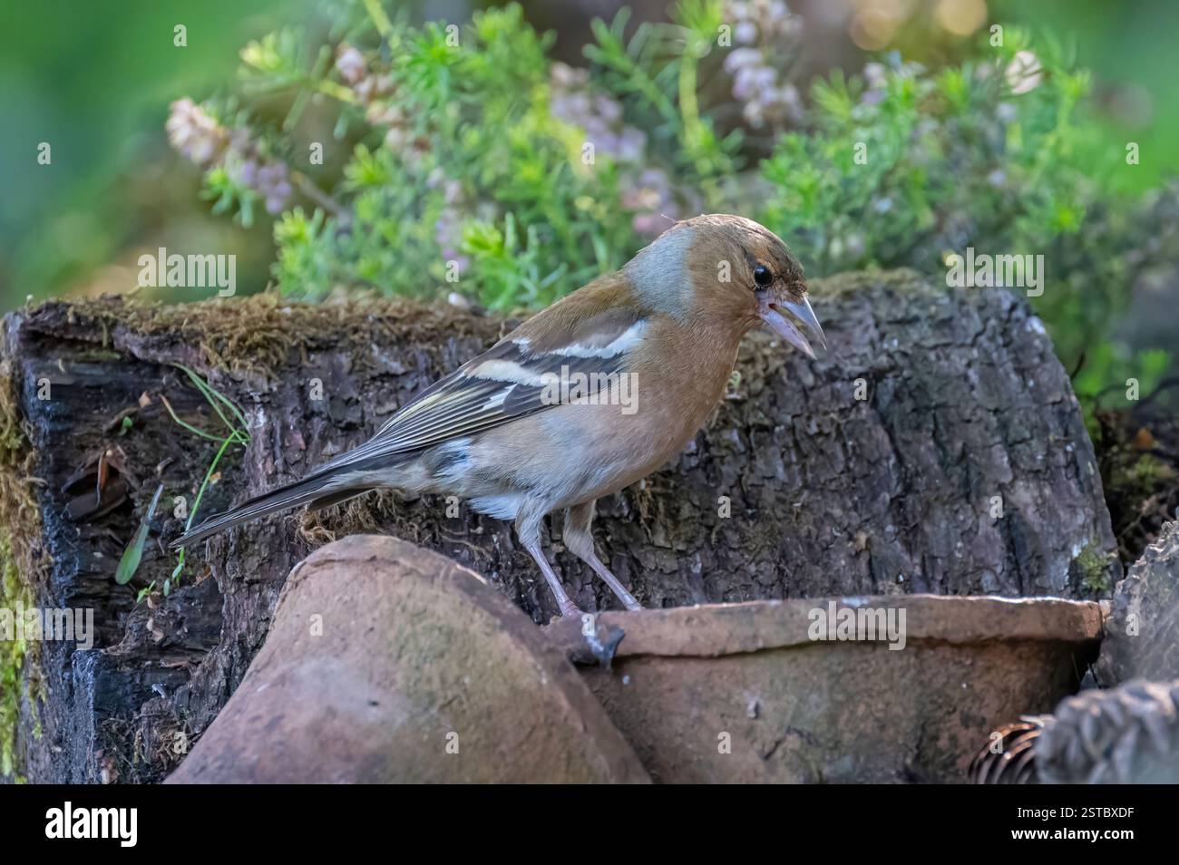 Un chaffinch (fringilla coelebs) perché sur un pot de fleurs à la fenêtre Dean Masons sur Wildlife se cache près de Wimborne, Dorset, Angleterre, Royaume-Uni Banque D'Images