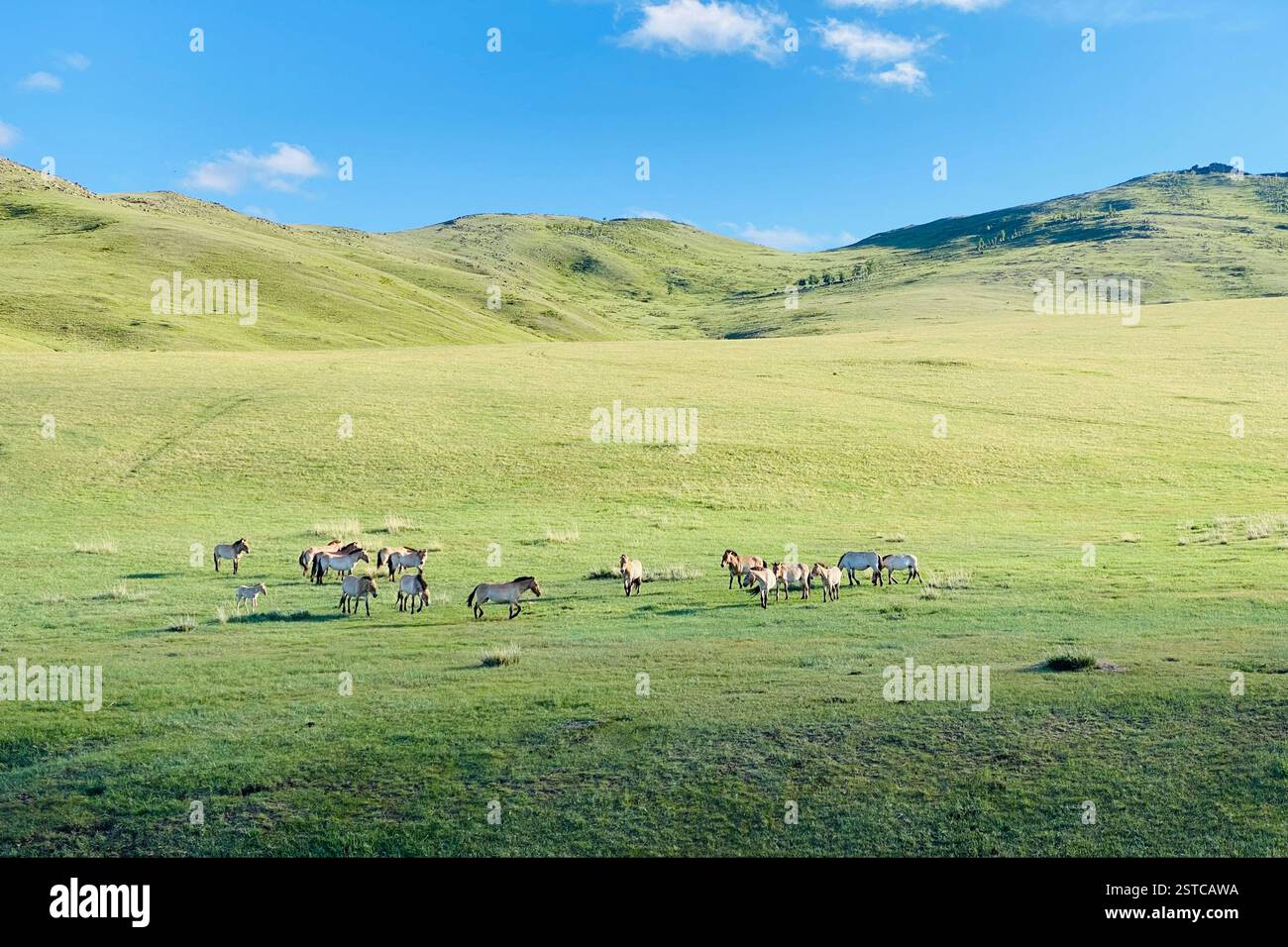 Un troupeau de chevaux de Przewalski, également connu sous le nom de Takhi, errant librement à travers la vaste steppe mongole sous un ciel bleu. Une telle belle vue et le temps! - Image de stock capturée avec un smartphone