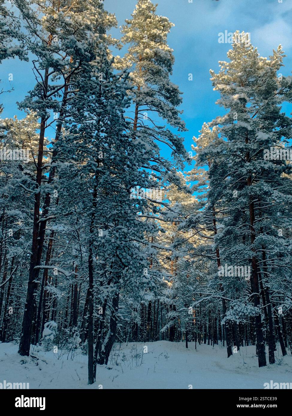 Une forêt de pins d'hiver enneigée en Europe. Une journée ensoleillée de février randonnée dans la nature. - Image de stock capturée avec un smartphone
