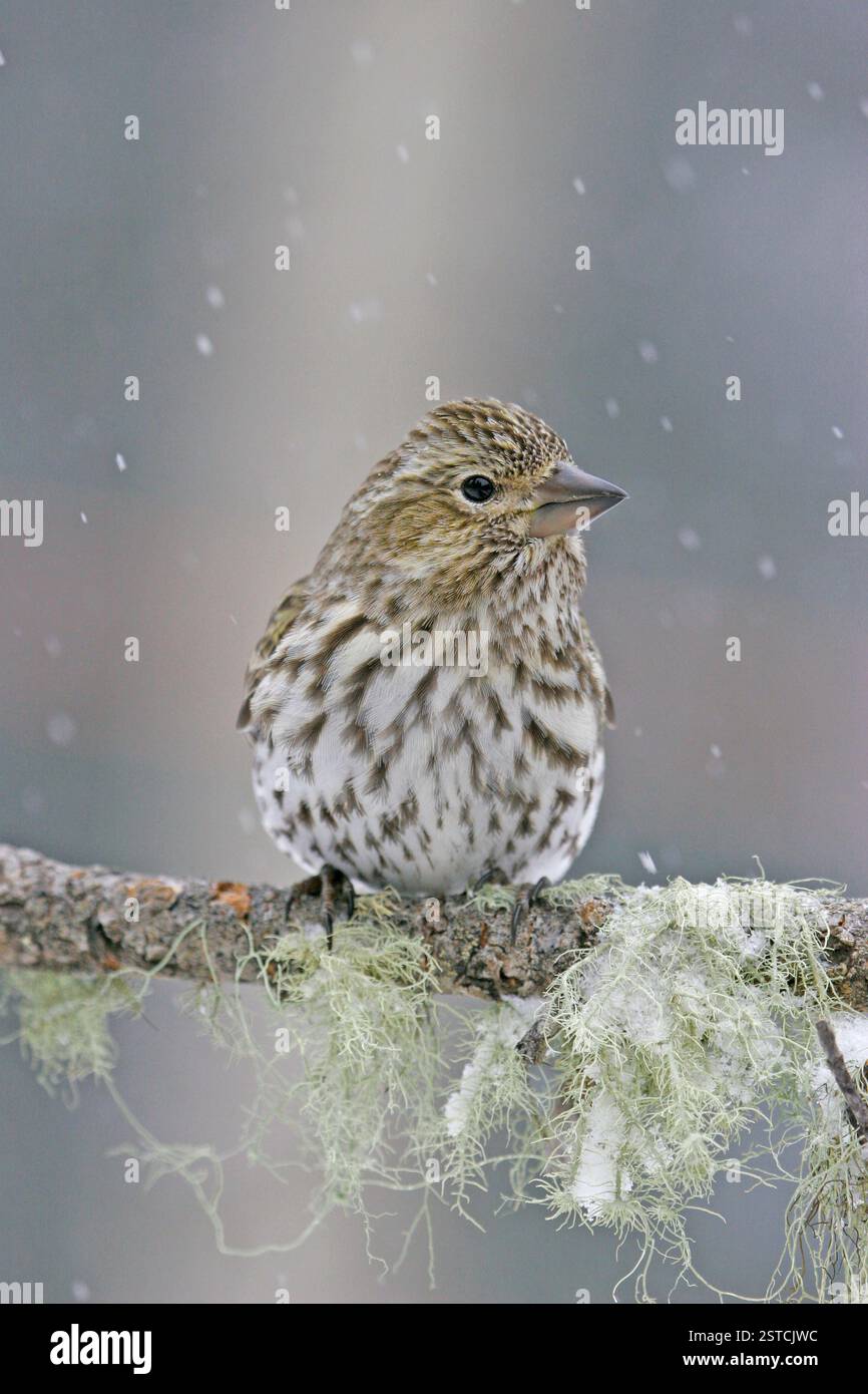 Finch femelle de Cassin (Carpodacus cassinii) Banque D'Images