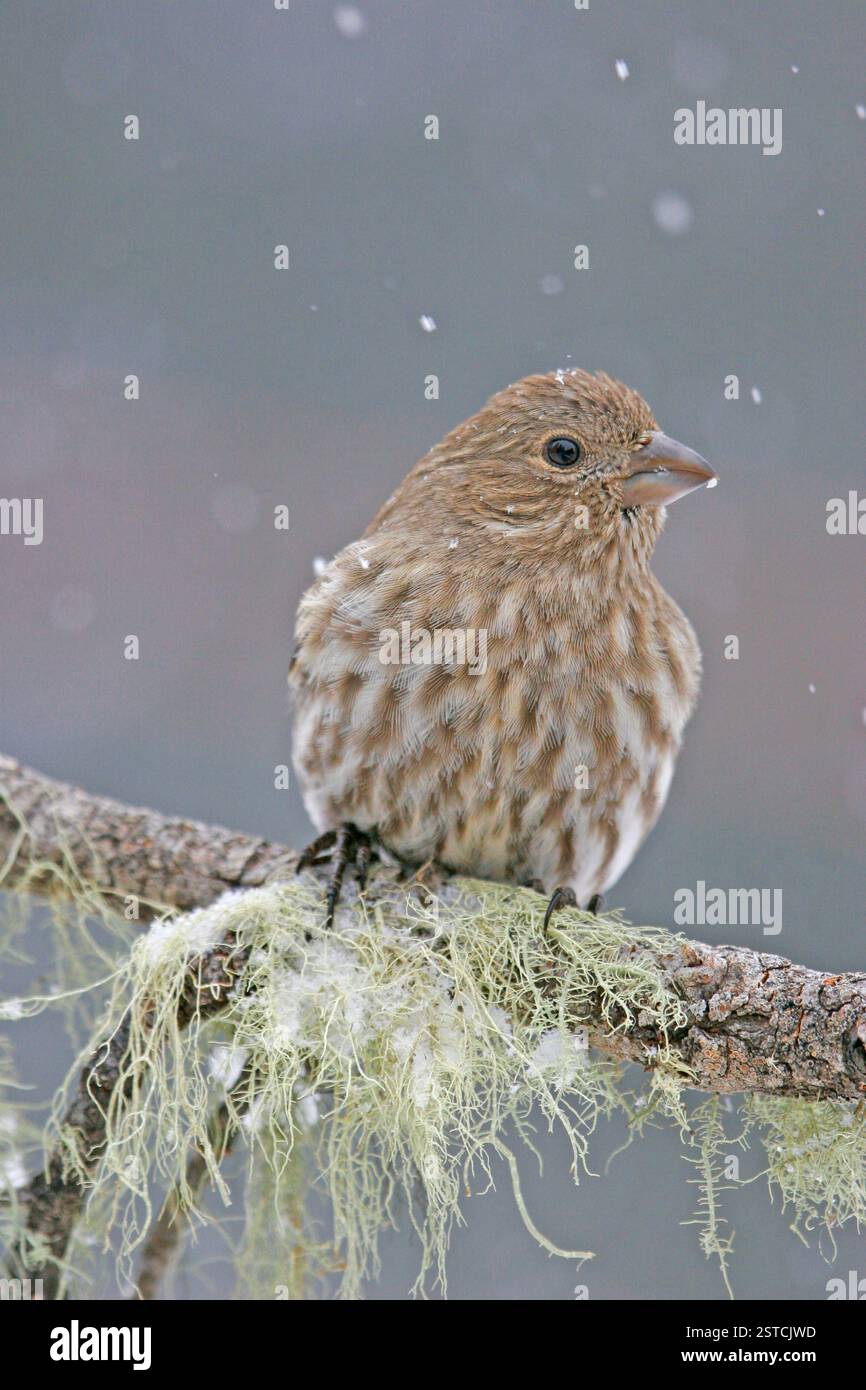 Finch femelle de Cassin (Carpodacus cassinii) Banque D'Images