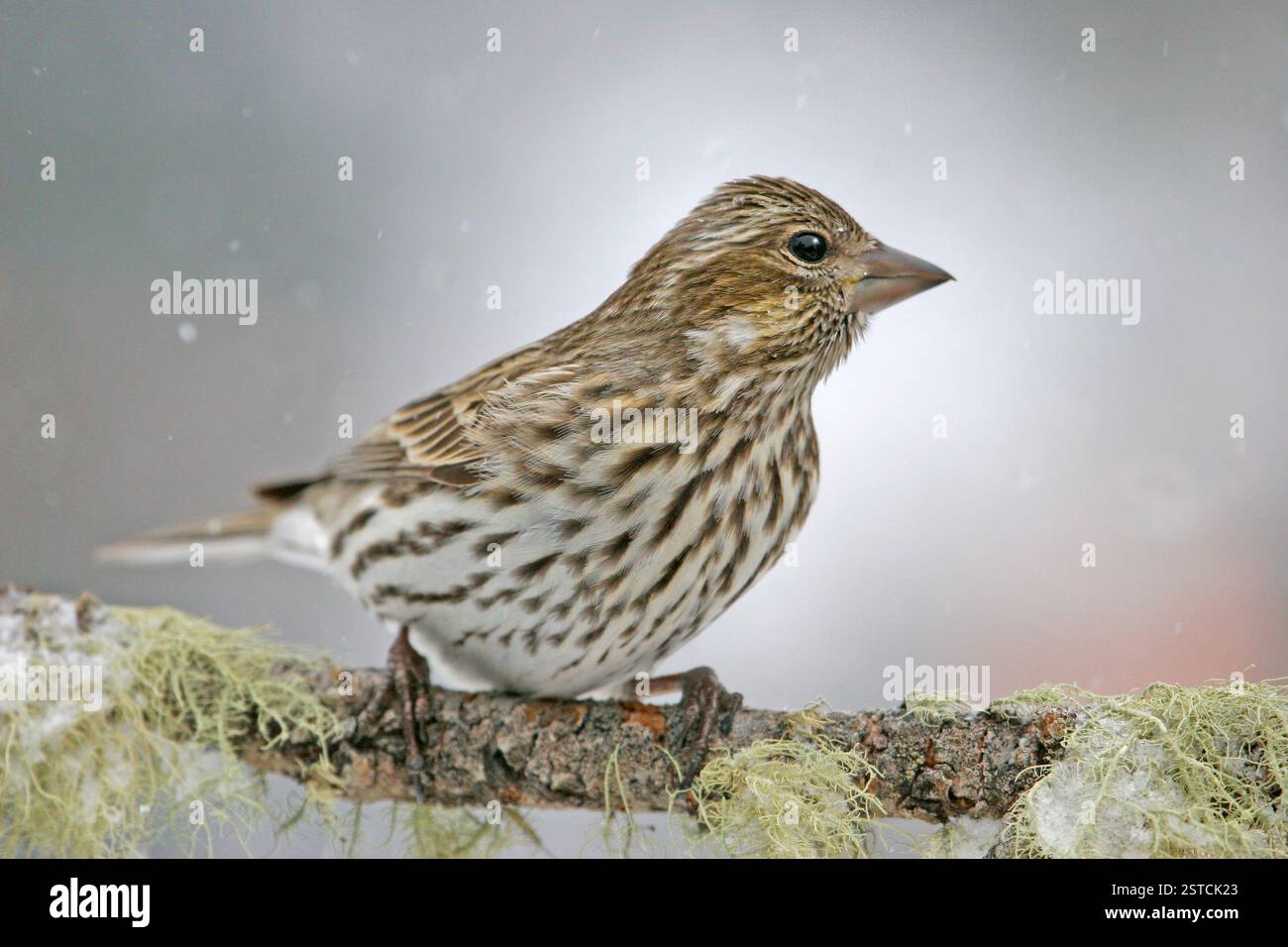 Finch femelle de Cassin (Carpodacus cassinii) Banque D'Images