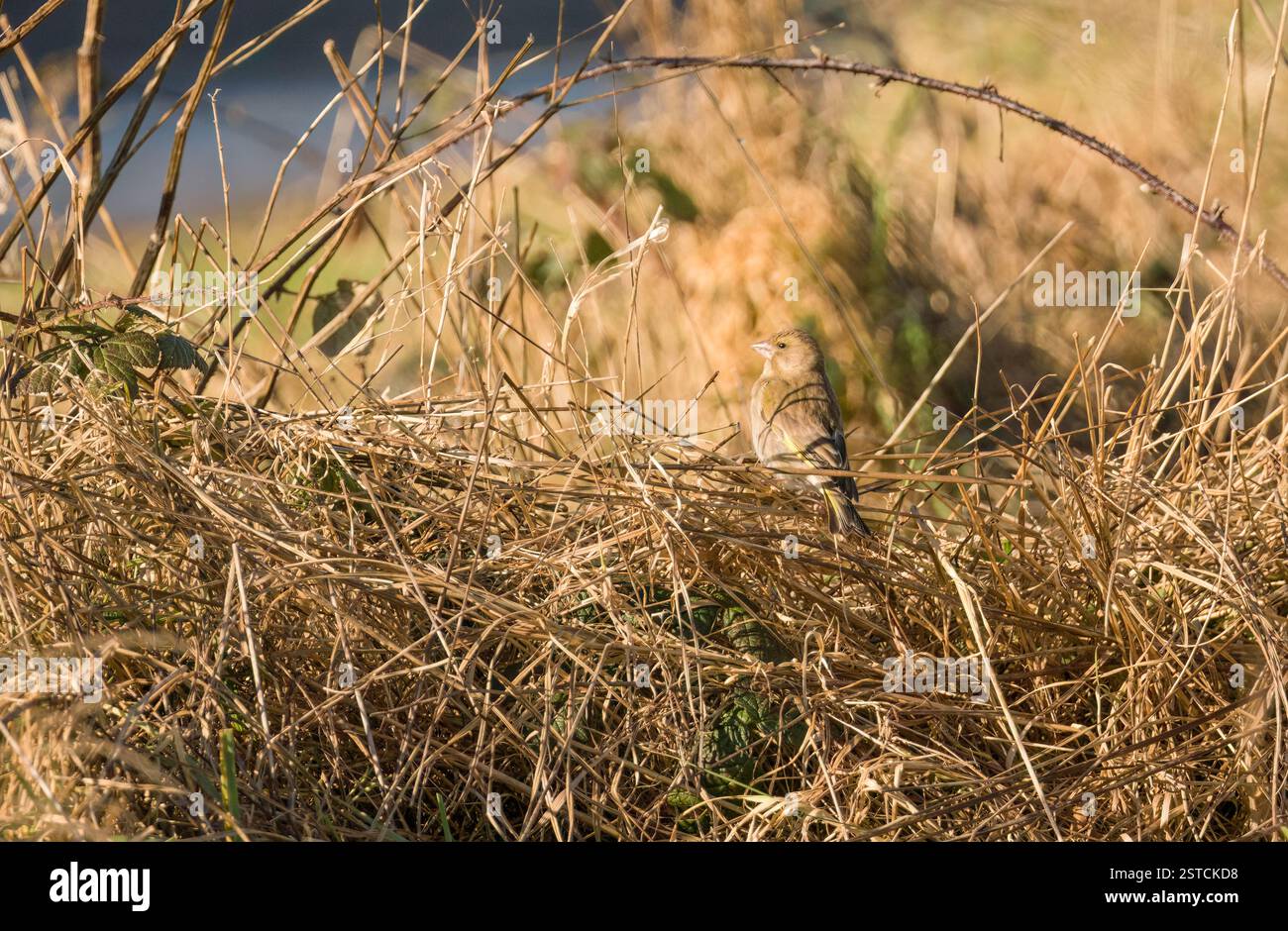 Femelle adulte Greenfinch (Carduelis chloris) Newport Wetlands Wales UK. Janvier 2025 Banque D'Images